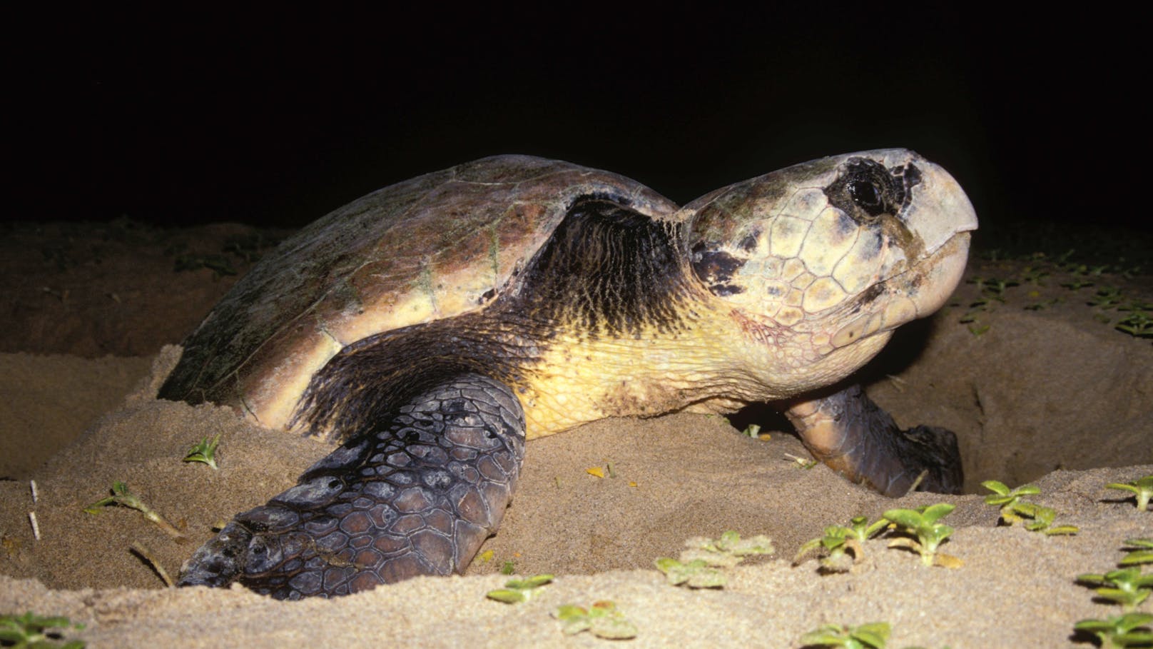 Bei der "Unechten Karettschildkröte" konnte eine leichte Entspannung festgestellt werden.