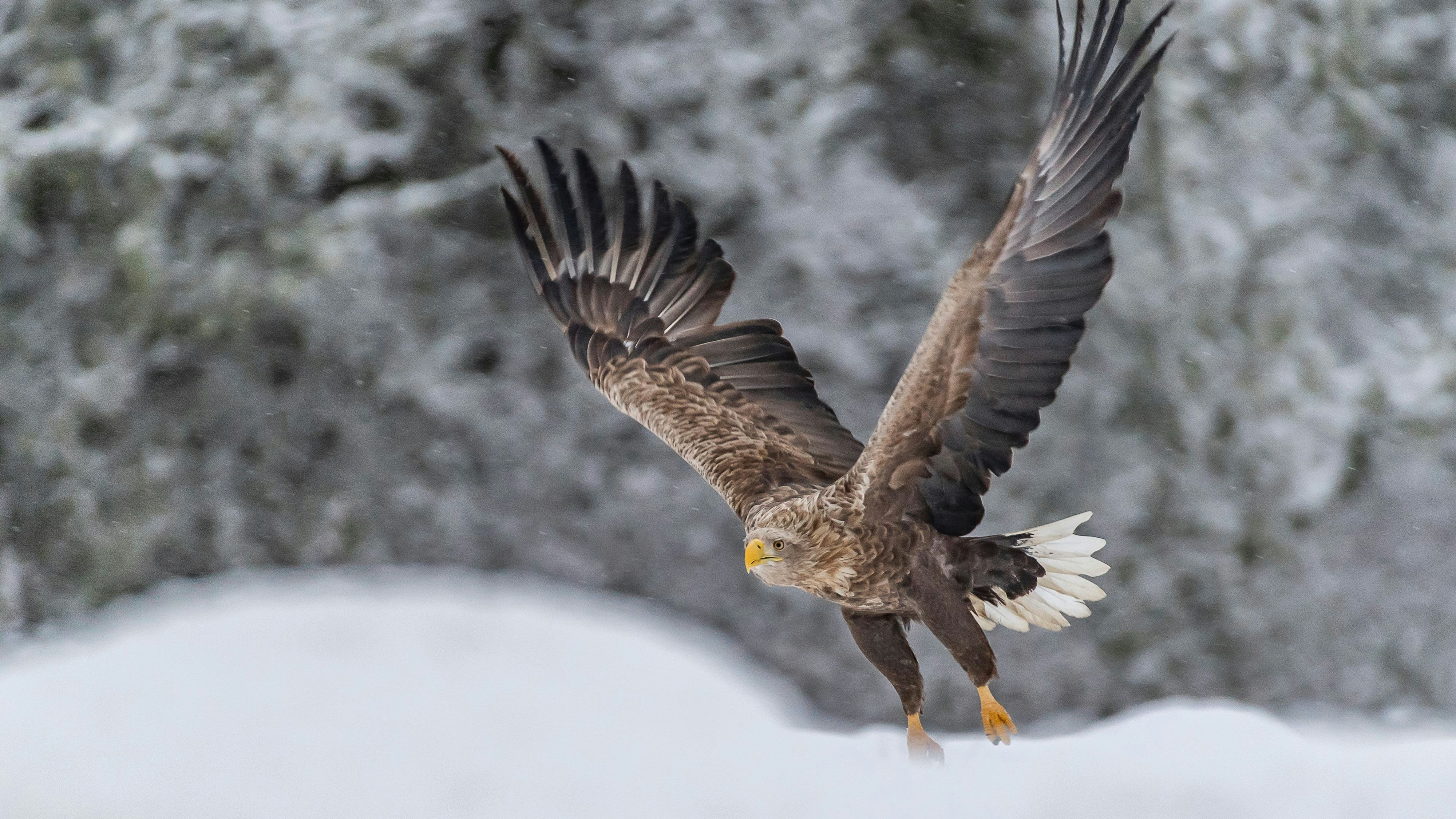 Unser Wappentier erholt sich jedes Jahr ein bisschen mehr. Schön. 