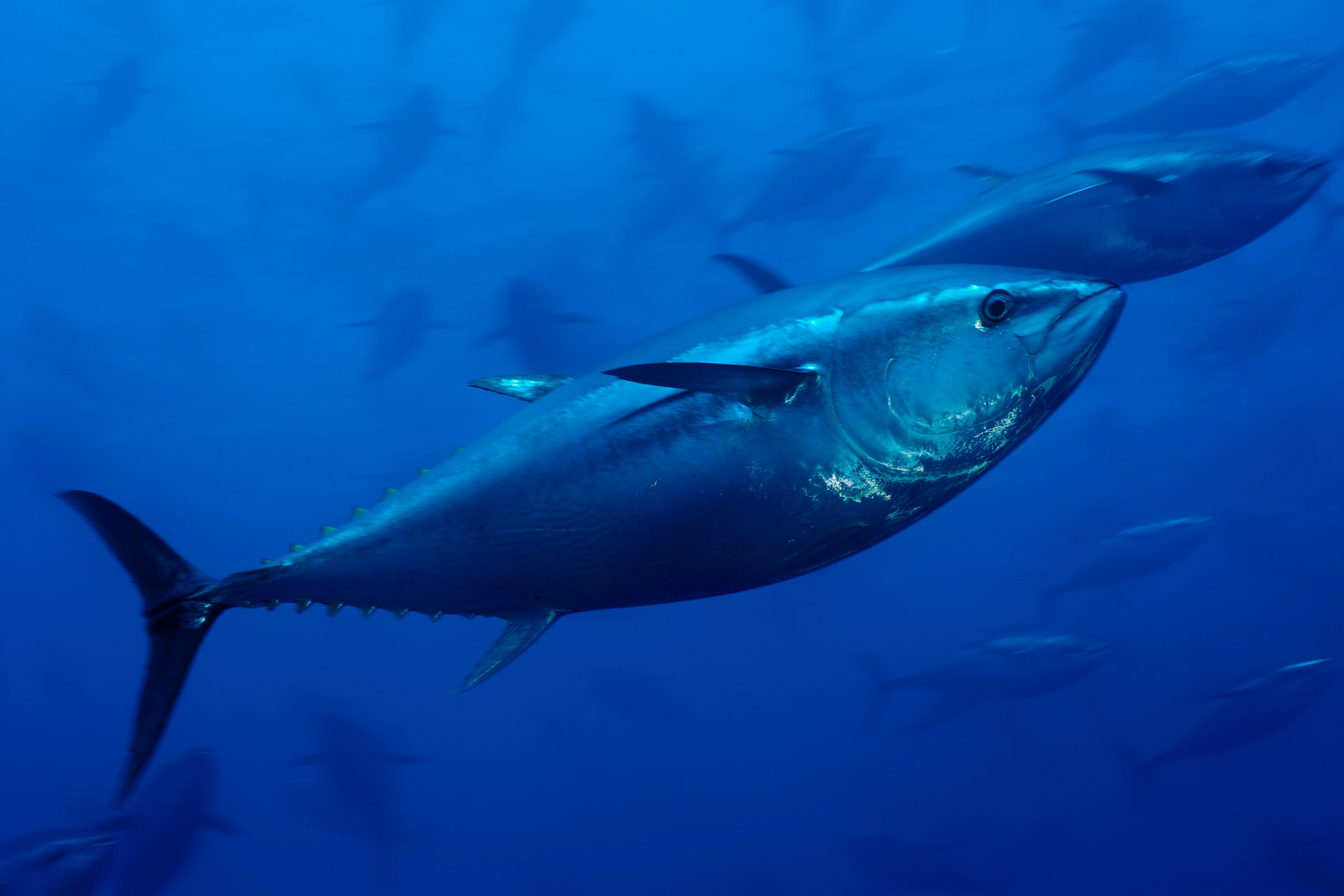 Der Blauflossenthunfisch ist nach wie vor ein begehrter Speisefisch, doch seine Bestände sind in den vergangenen Jahrzehnten besorgniserregend geschrumpft.