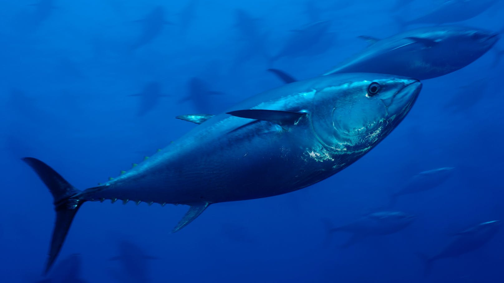 Durch strikte Fangverbote erholt sich der Blauflossen-Thunfisch langsam in der Nordsee.