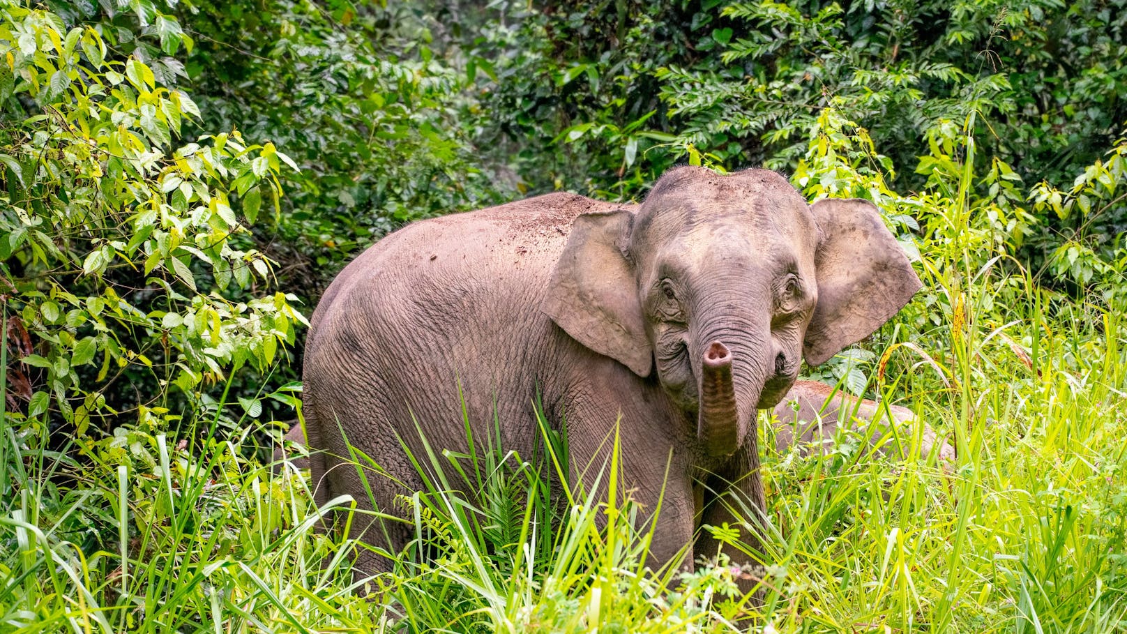 Der Borneo-Elefant hat kaum noch Lebensraum.