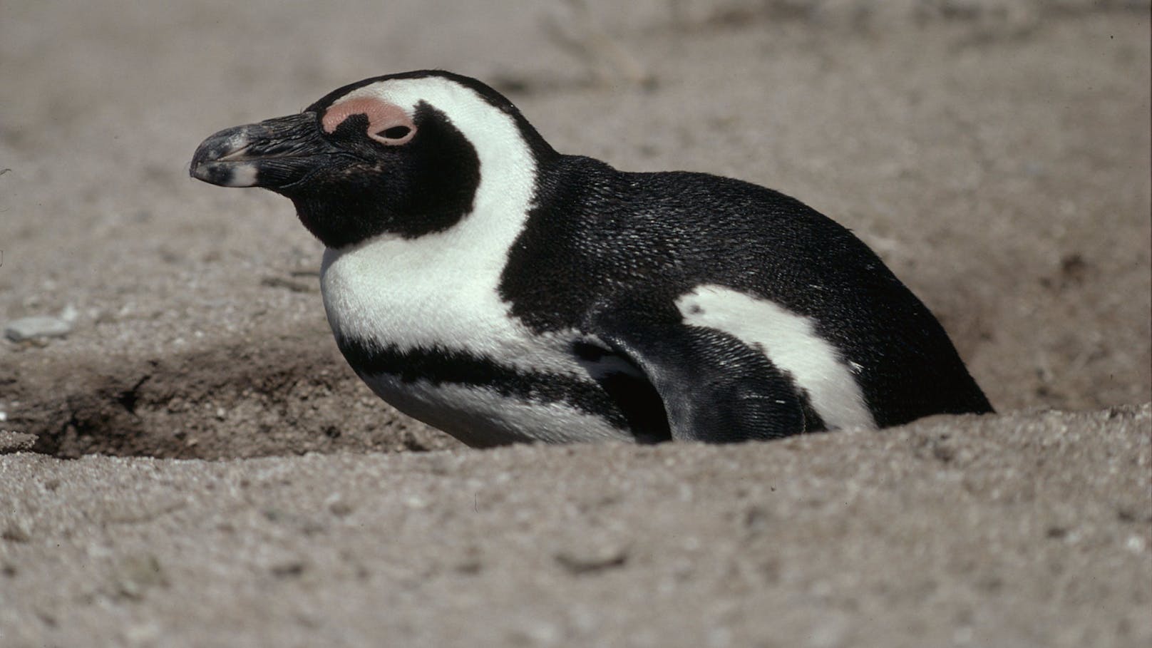 Brillenpinguine können bereits in 10 Jahren ausgestorben sein. 