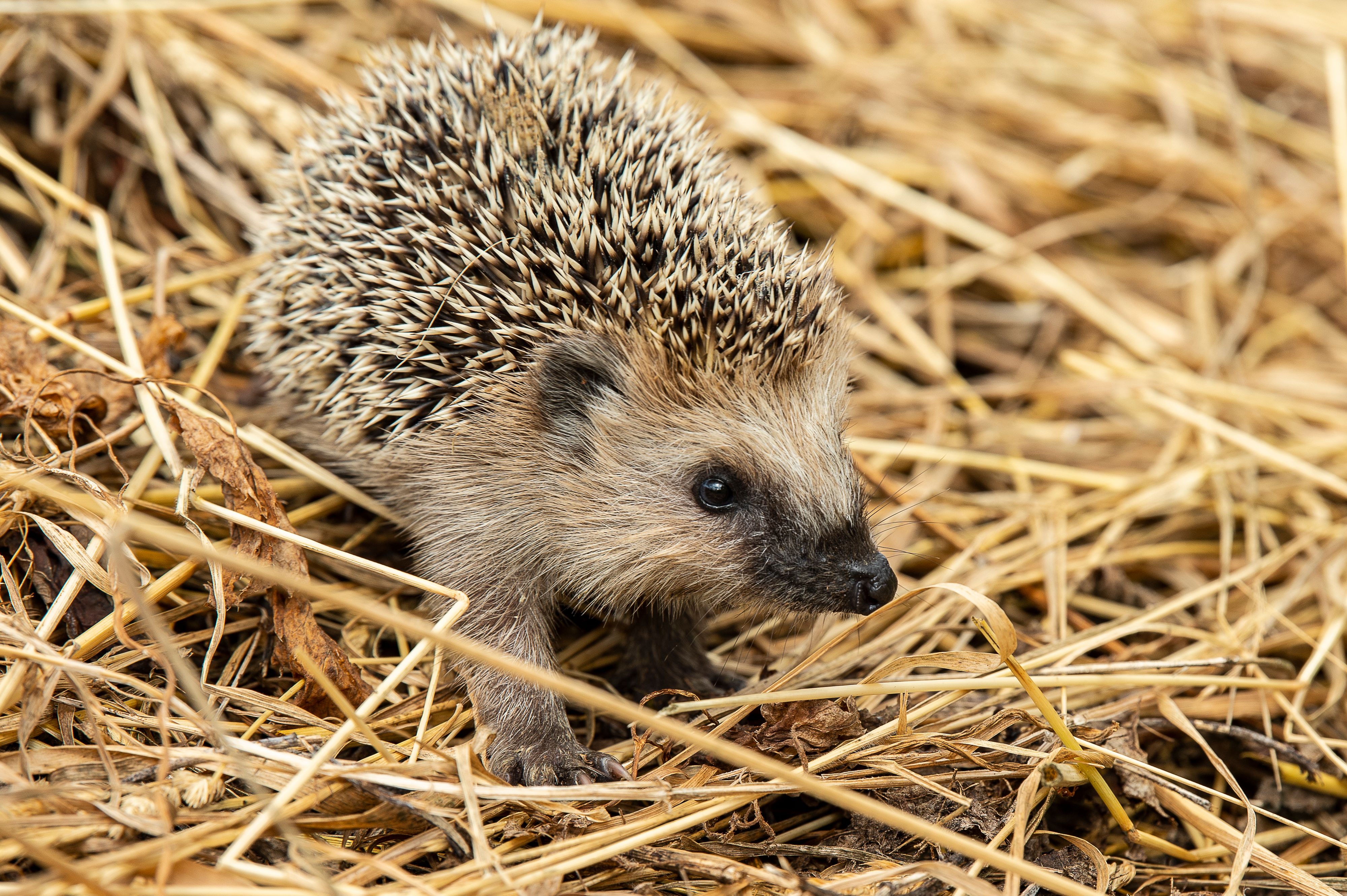 Mit weniger als 500 Gramm hat ein Igelchen zu wenig Reserven für den Winterschlaf.