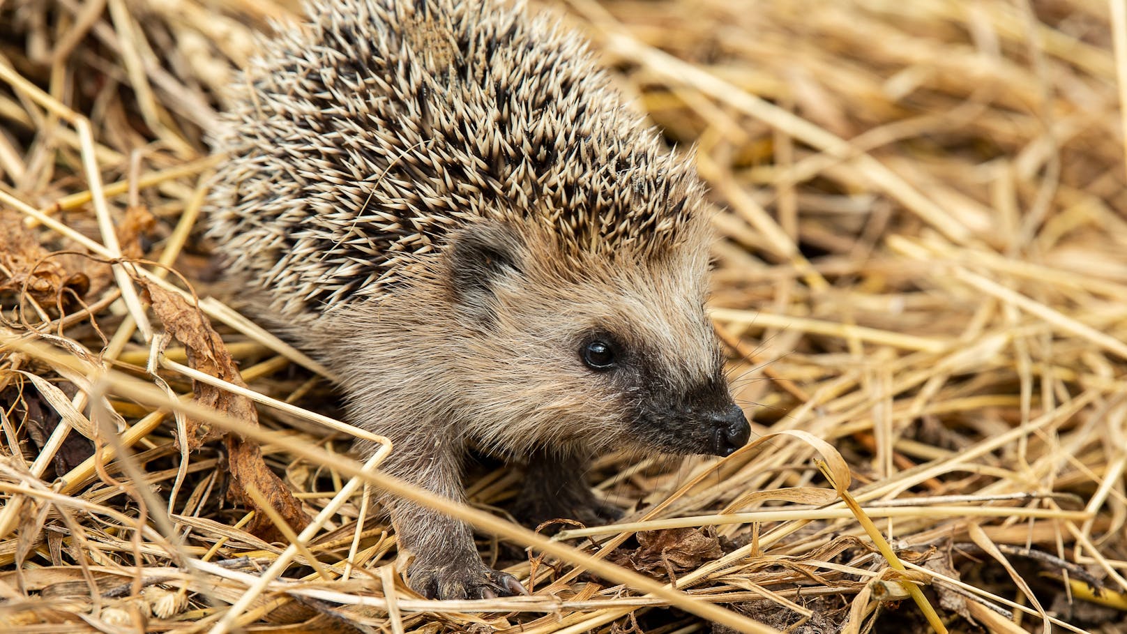 Auweh - eines unserer niedlichsten Tiere ist stark bedroht. 