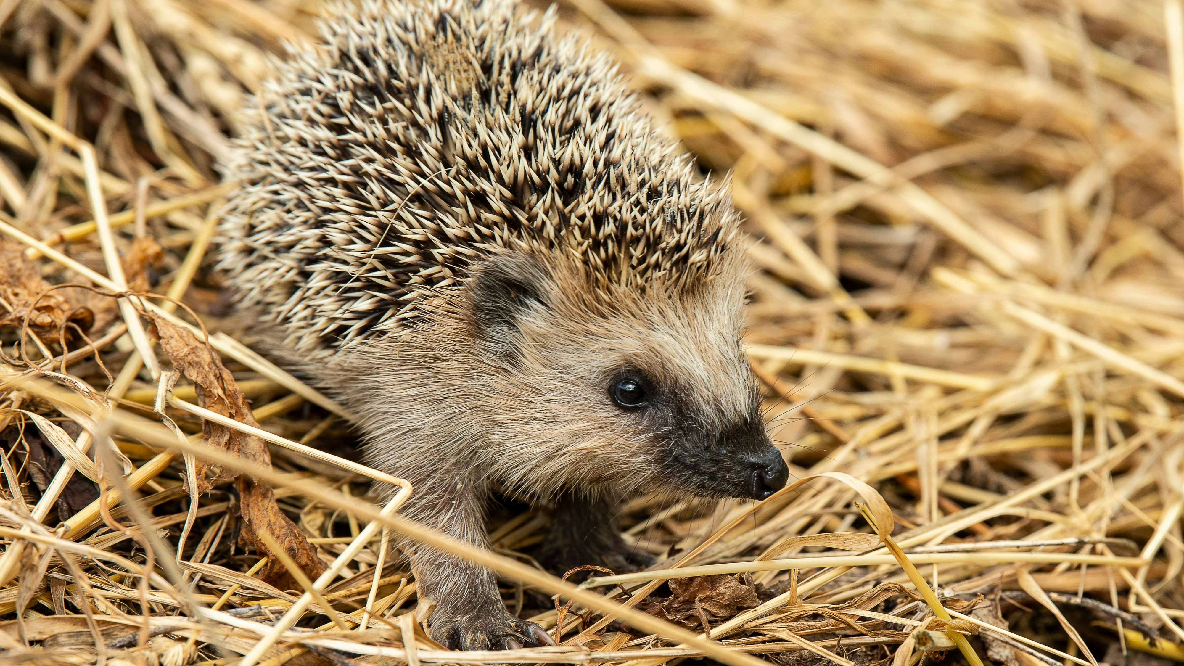 Heute.at - Kleiner als ein Paprika? Ab zur Wildtierhilfe