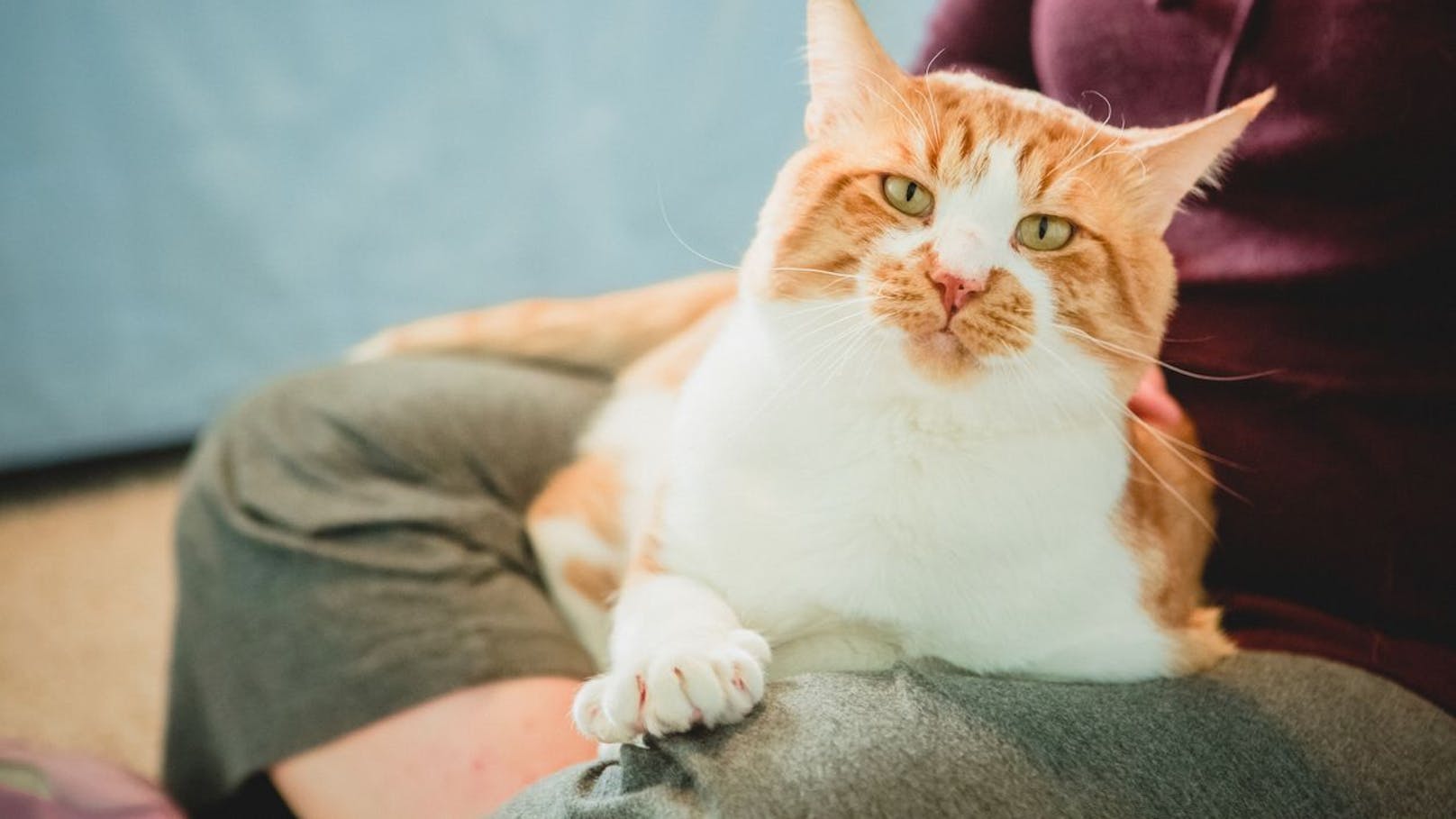 Deshalb gefallen Katzen Menschen, die sie nicht mögen