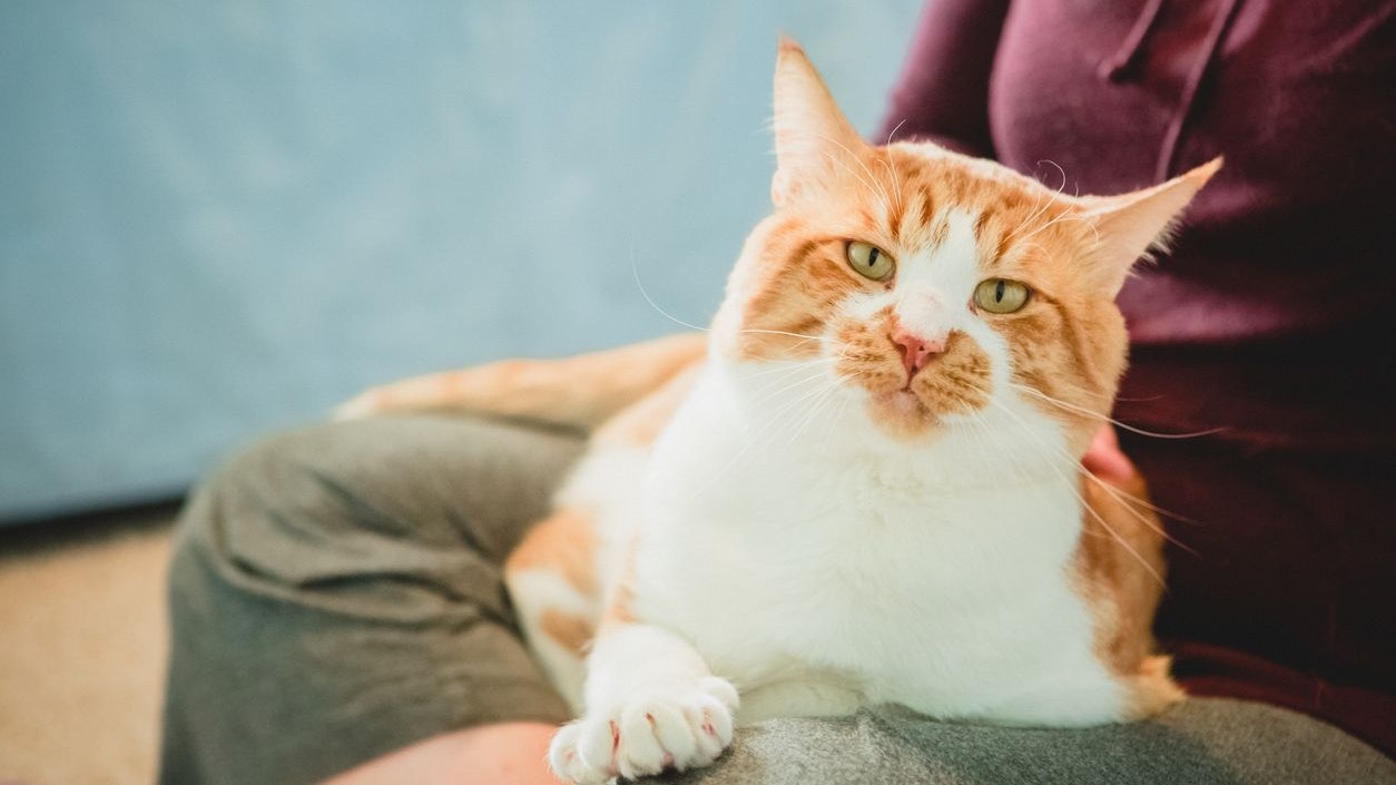 Wenn sich Katzen verletzen oder unter Schmerzen leiden, lassen sie sich oft nichts anmerken. Dabei soll die Katzen-Grimassen-Skala Abhilfe schaffen.