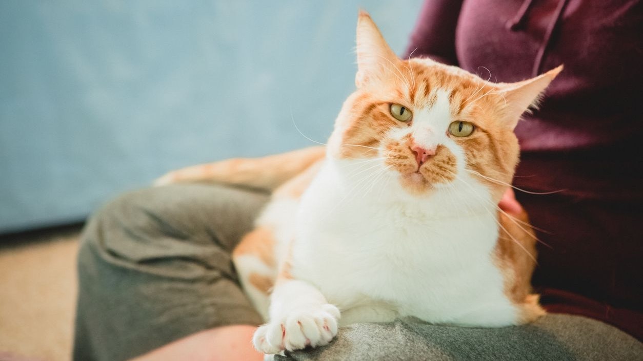 Heute.at - Was will deine Katze von dir? Diese KI soll übersetzen