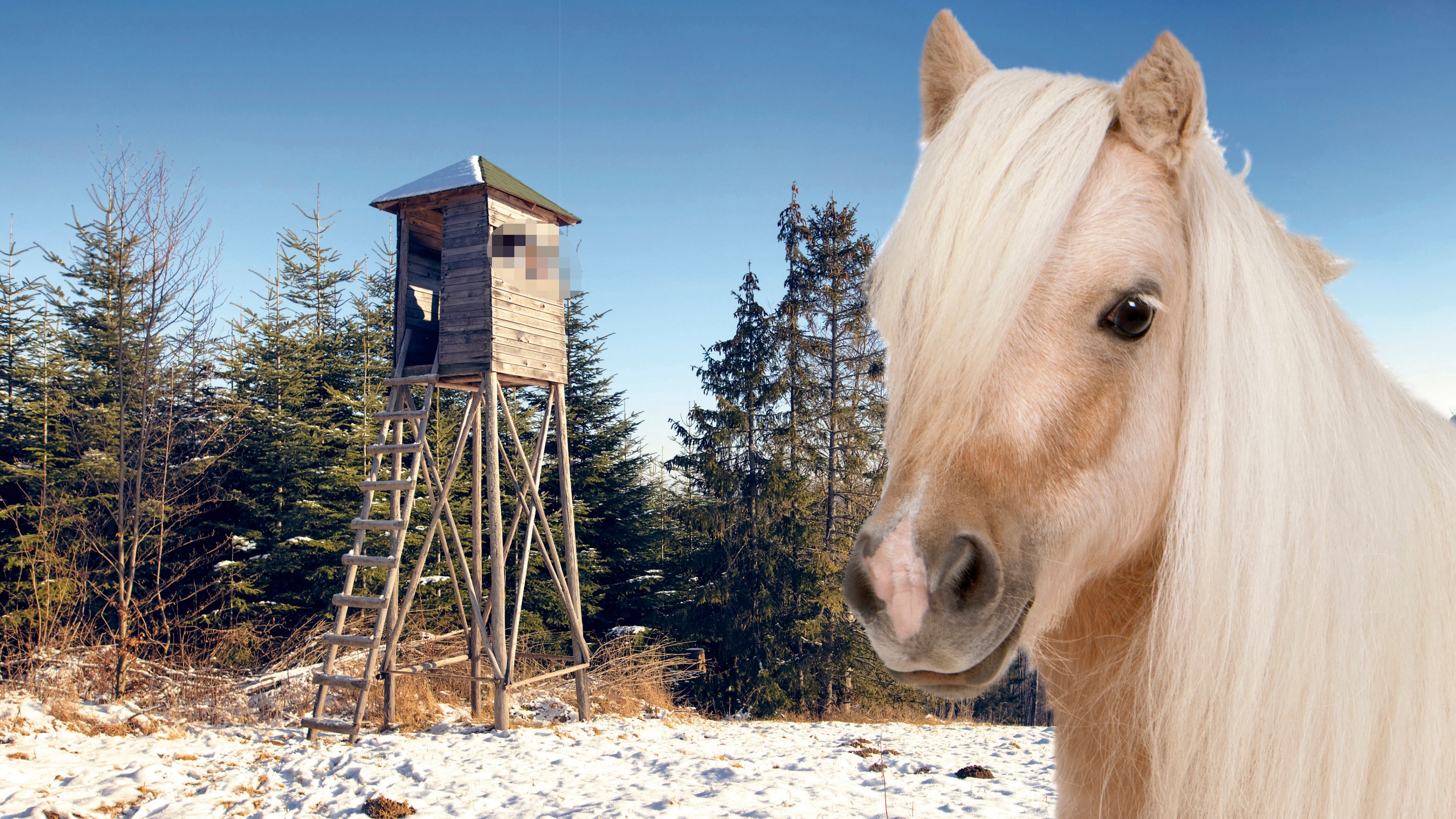 Jäger verwechselte Wildschwein mit Pony