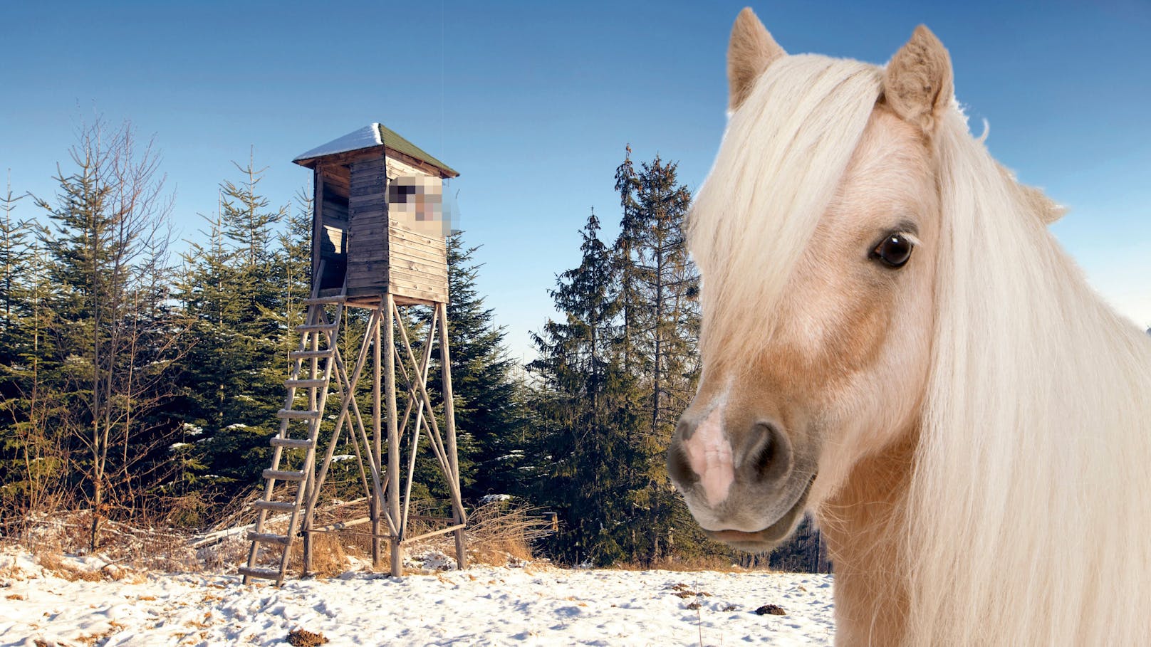 Jäger schoss auf Pony – er war leicht alkoholisiert