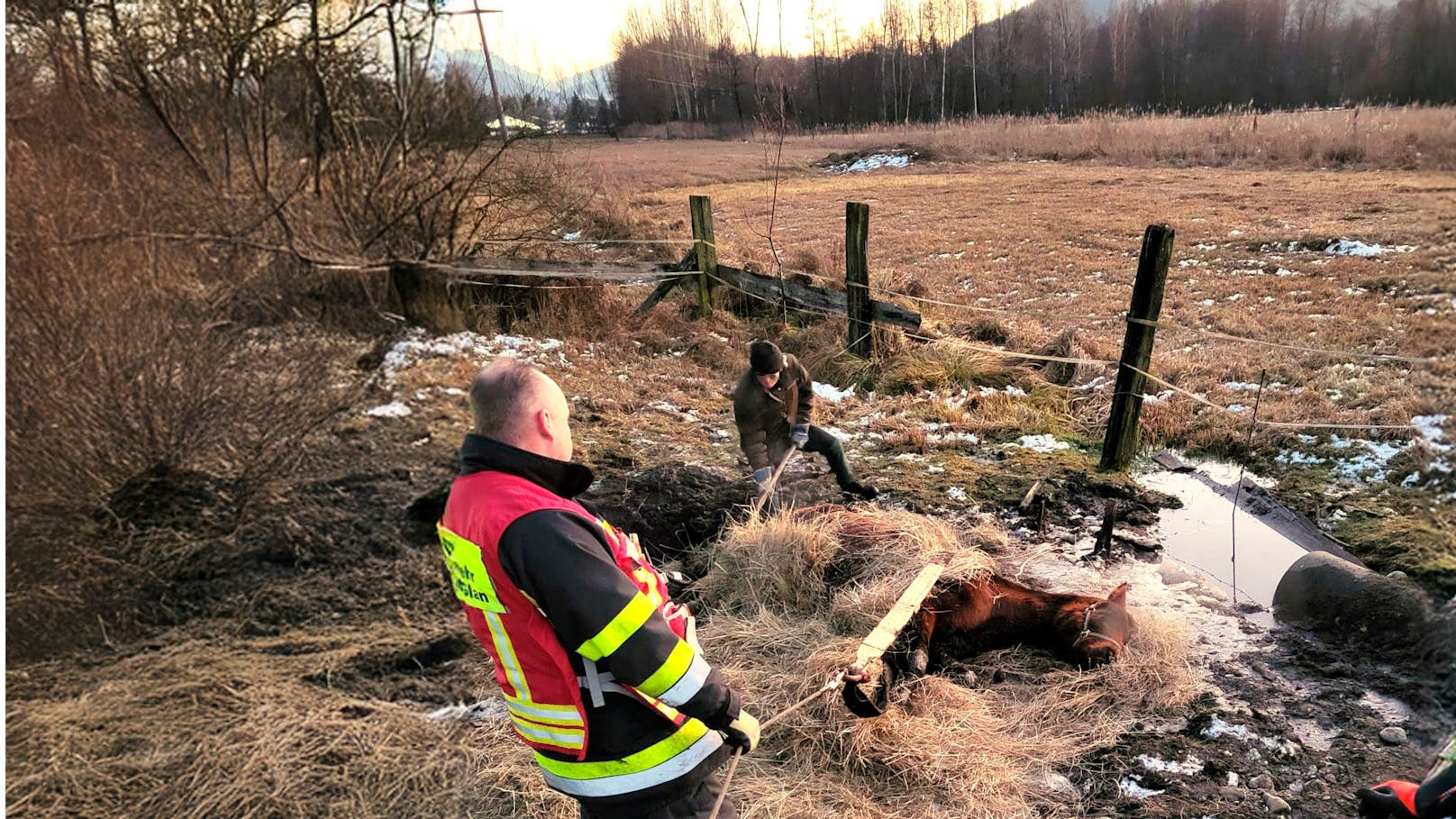 Tierische Rettung – Feuerwehr befreit Pferd aus Morast