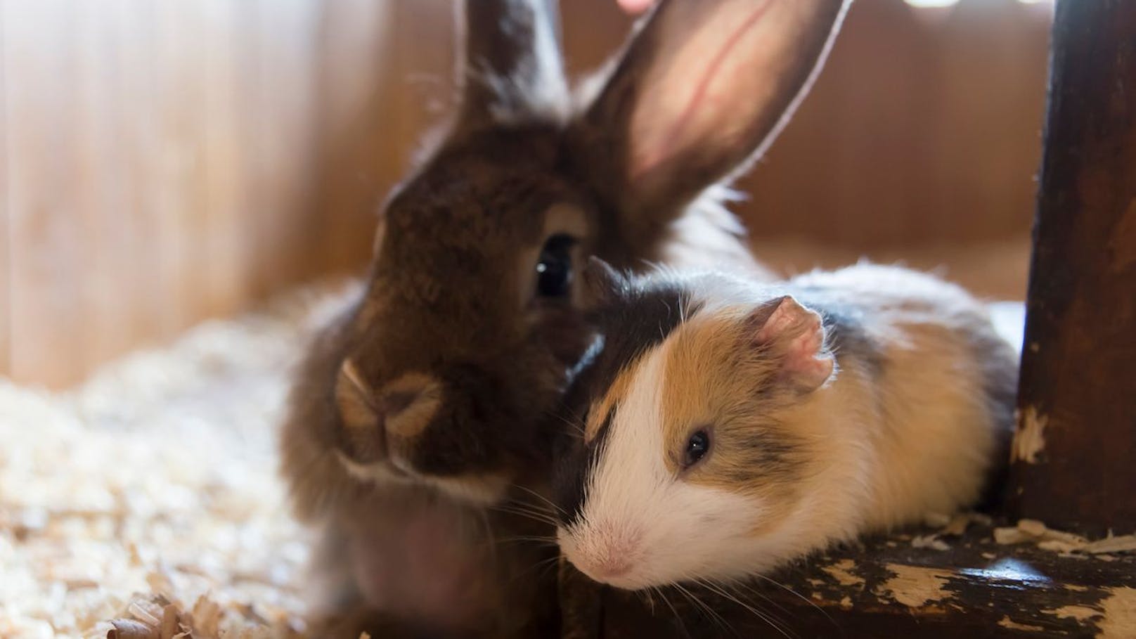 Sind Kaninchen und Meerschweinchen gute Freunde?