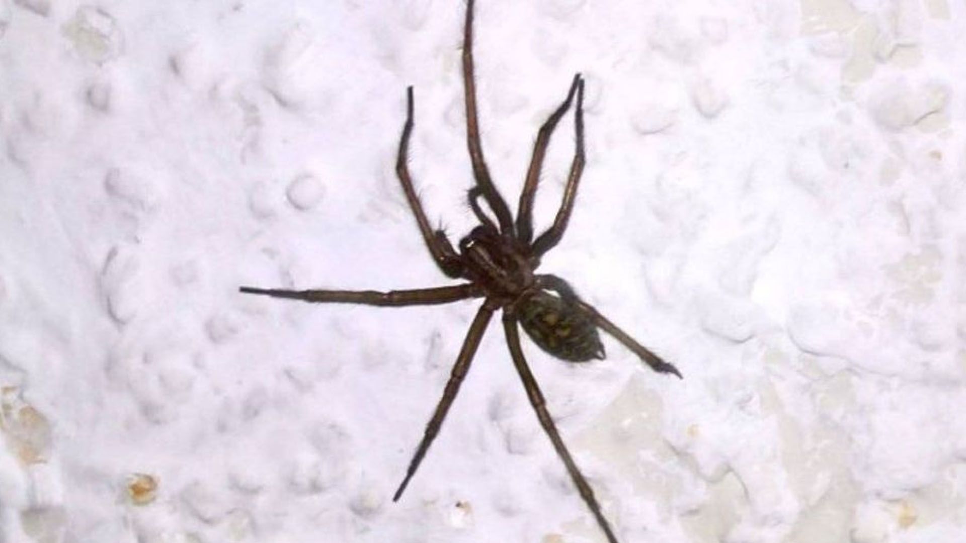 Gar nicht mal so klein, der blinde Passagier.