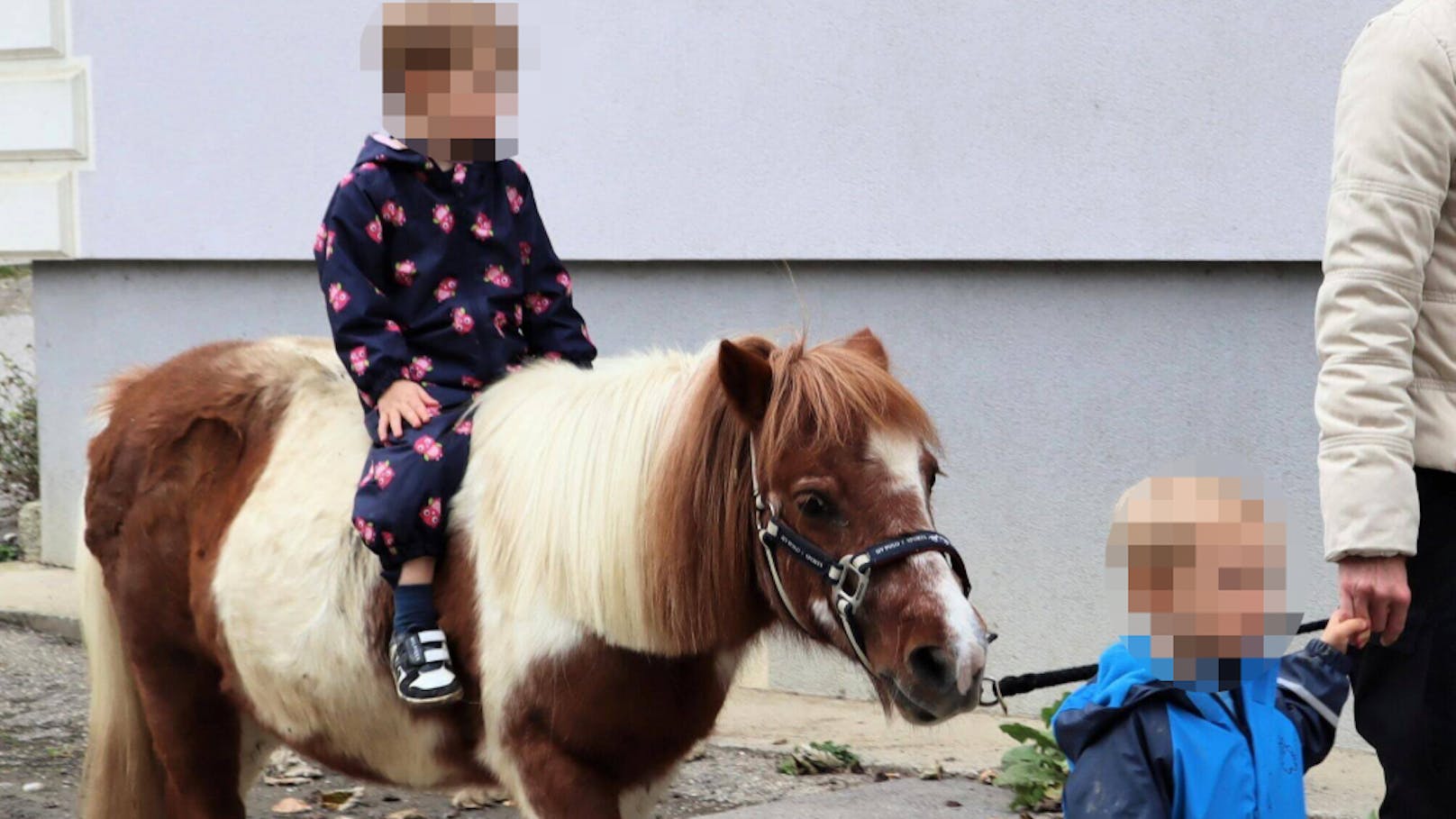 Jäger schoss auf Pony – Familie trauert um "Bichette"