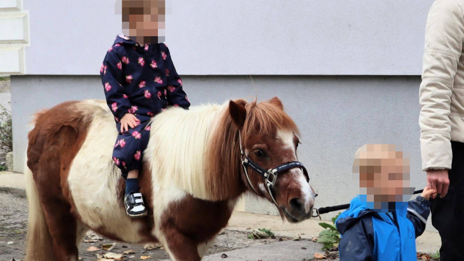 Jäger schoss auf Pony: Eine Aufnahme vor ca. zwei Jahren mit "Bichette" und den Zwillingsbuben.