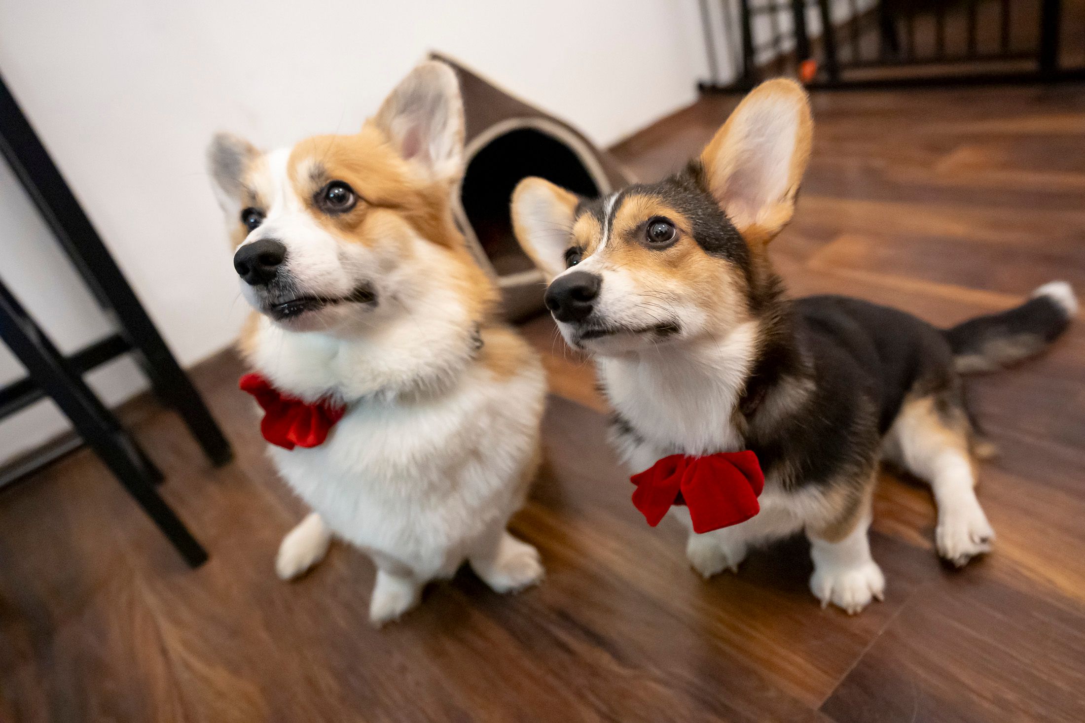 Die beiden Corgis Teodor und Tegla waren das Herzstück des Wiener Corgi-Cafés – jetzt bleibt die Tür für immer geschlossen.