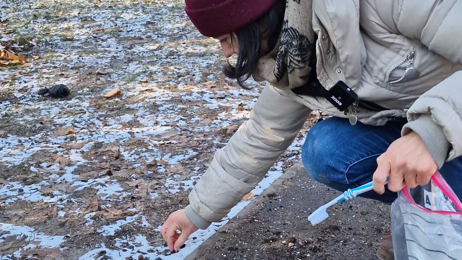 Aufregung in Wien: Salz zerstört die Natur.