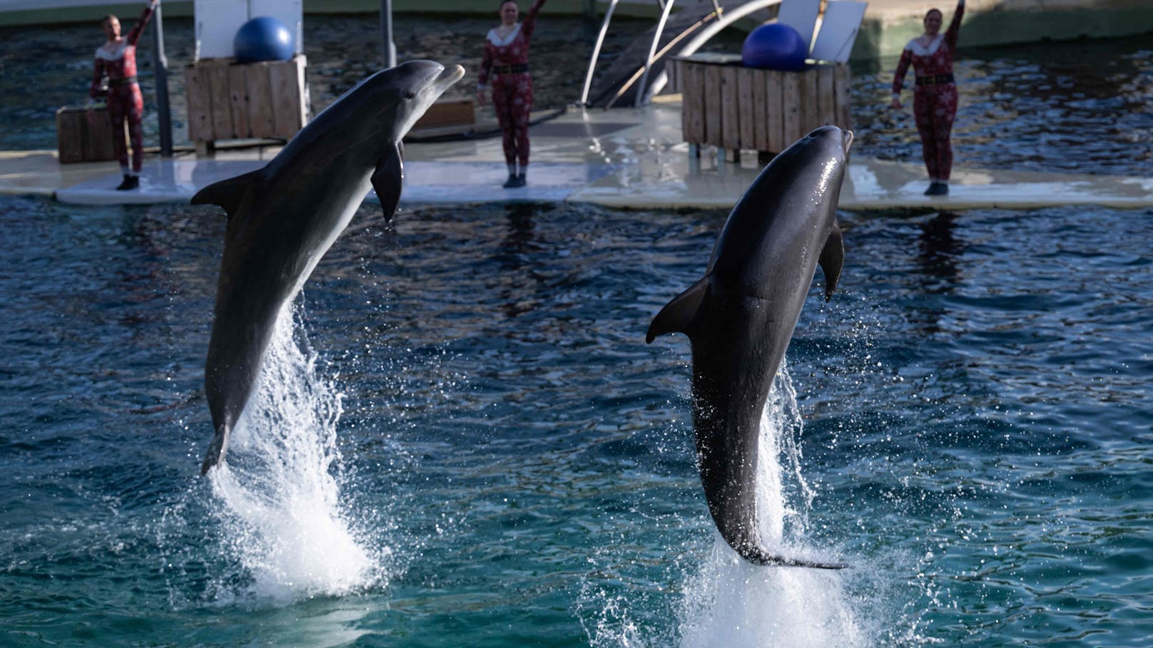 Der größte Meereszoo Europas - das Marineland in Frankreich - schließt am 5. Jänner 2025 endgültig.