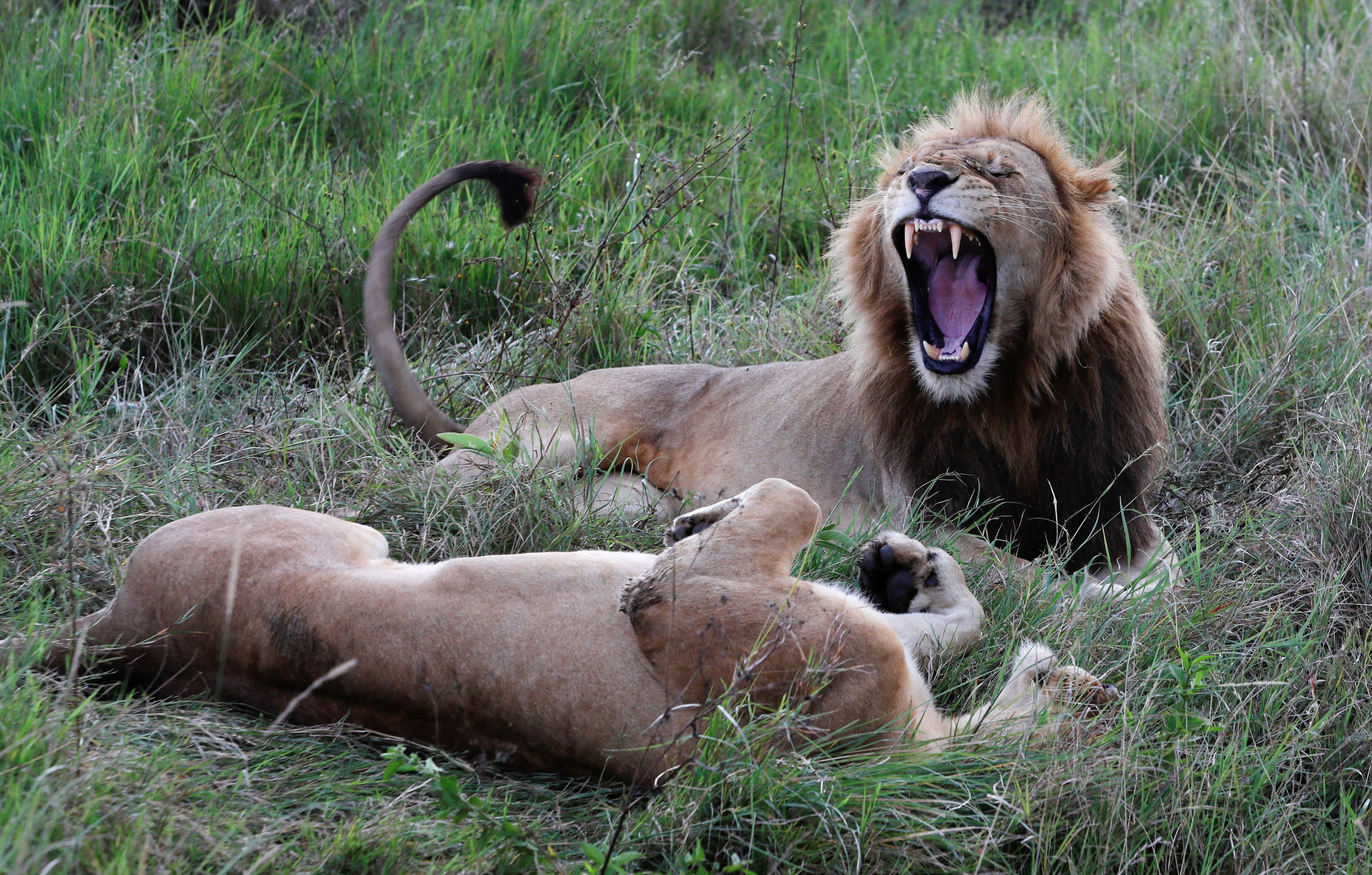 Die Löwen attackierten den Tierpfleger vor den Augen der Besucher. (Symbolbild)