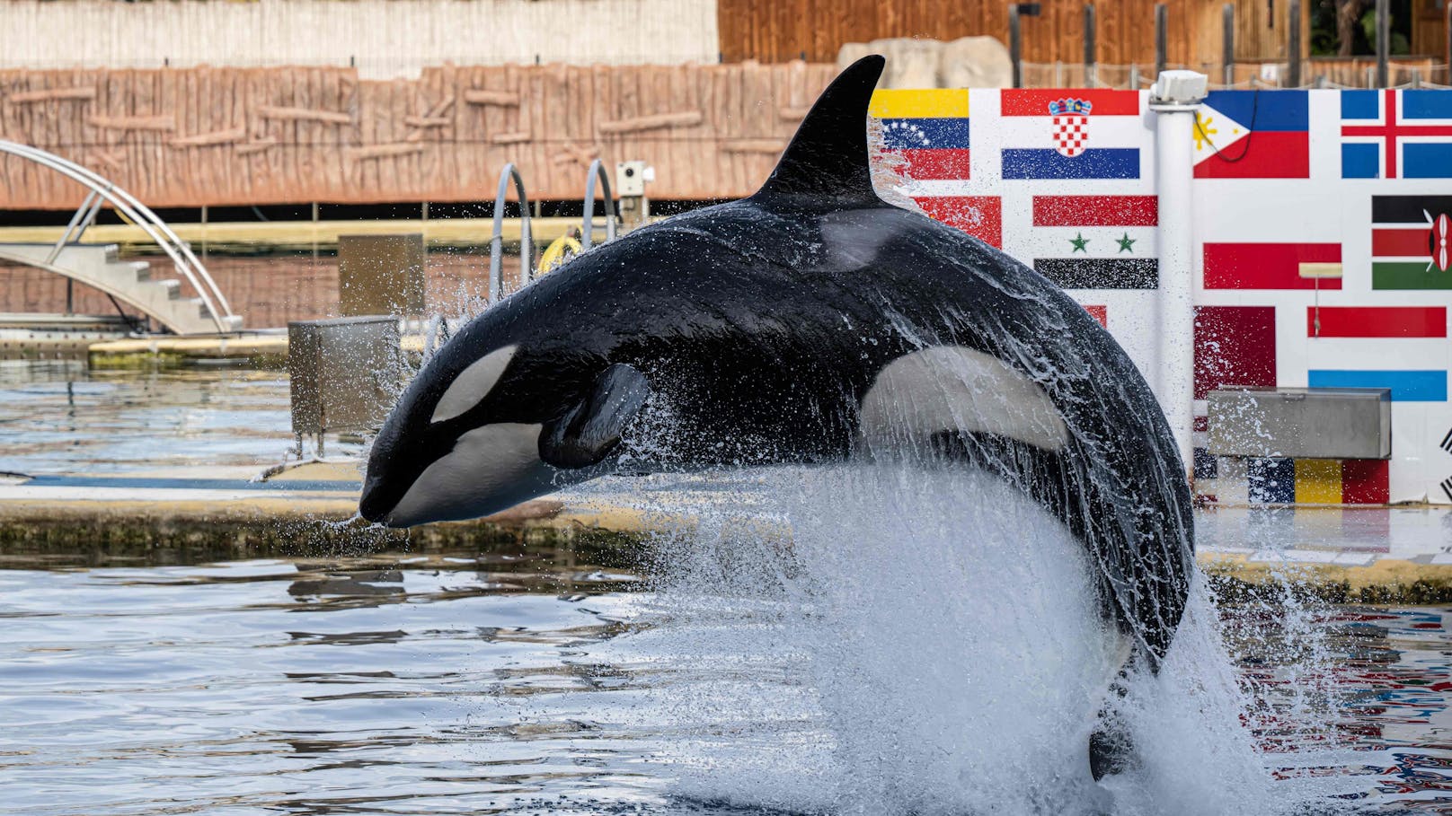 Der größte Meereszoo Europas - das Marineland in Frankreich - schließt am 5. Jänner 2025 endgültig.