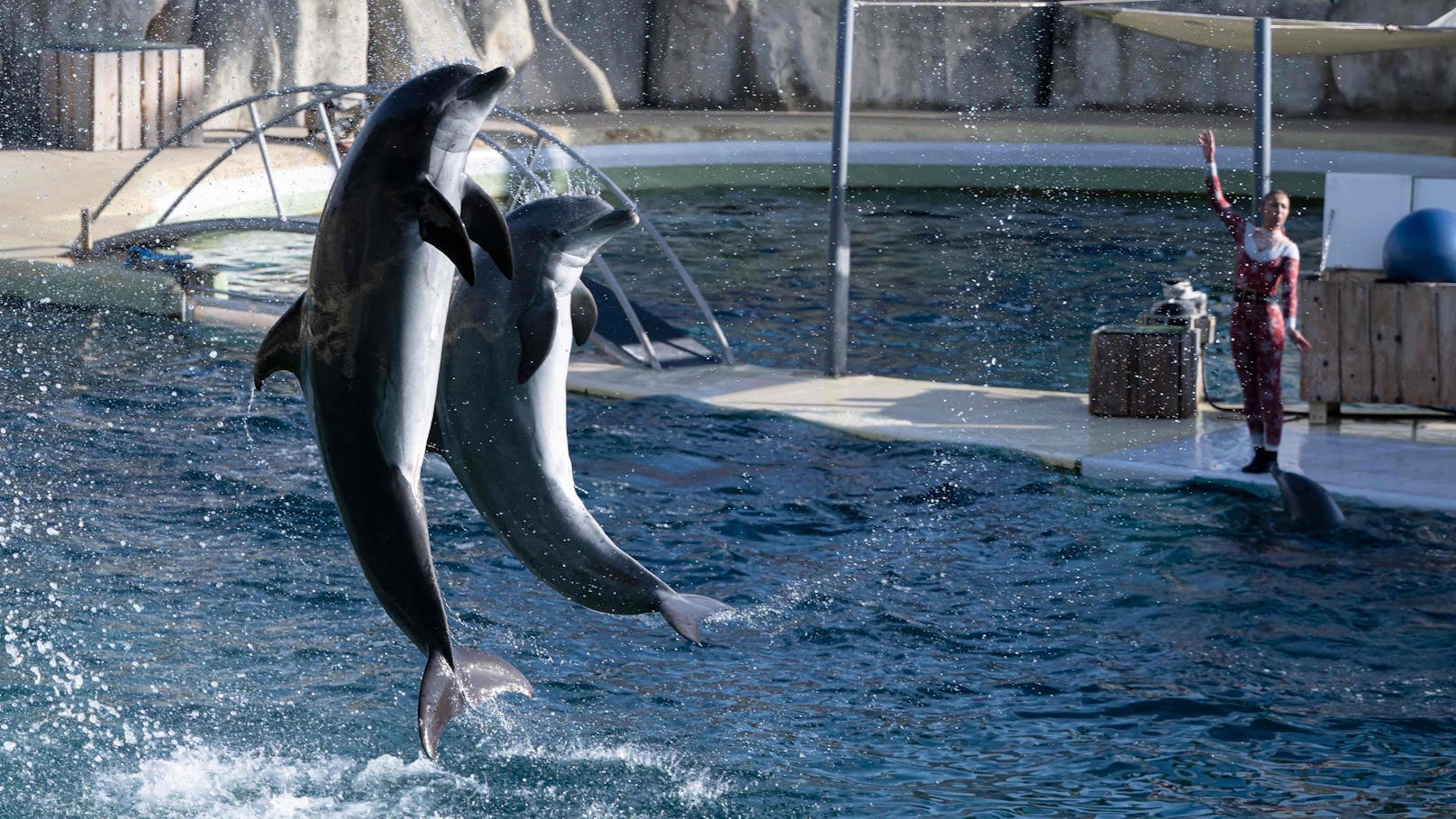 Der größte Meereszoo Europas - das Marineland in Frankreich - schließt am 5. Jänner 2025 endgültig.