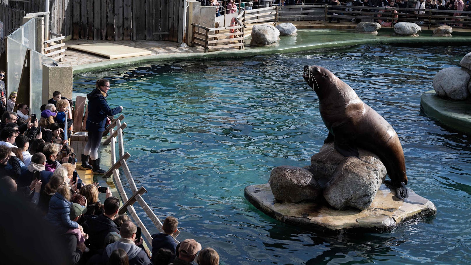 Der größte Meereszoo Europas - das Marineland in Frankreich - schließt am 5. Jänner 2025 endgültig.