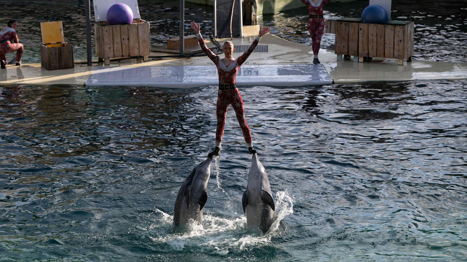 Der größte Meereszoo Europas - das Marineland in Frankreich - schließt am 5. Jänner 2025 endgültig.