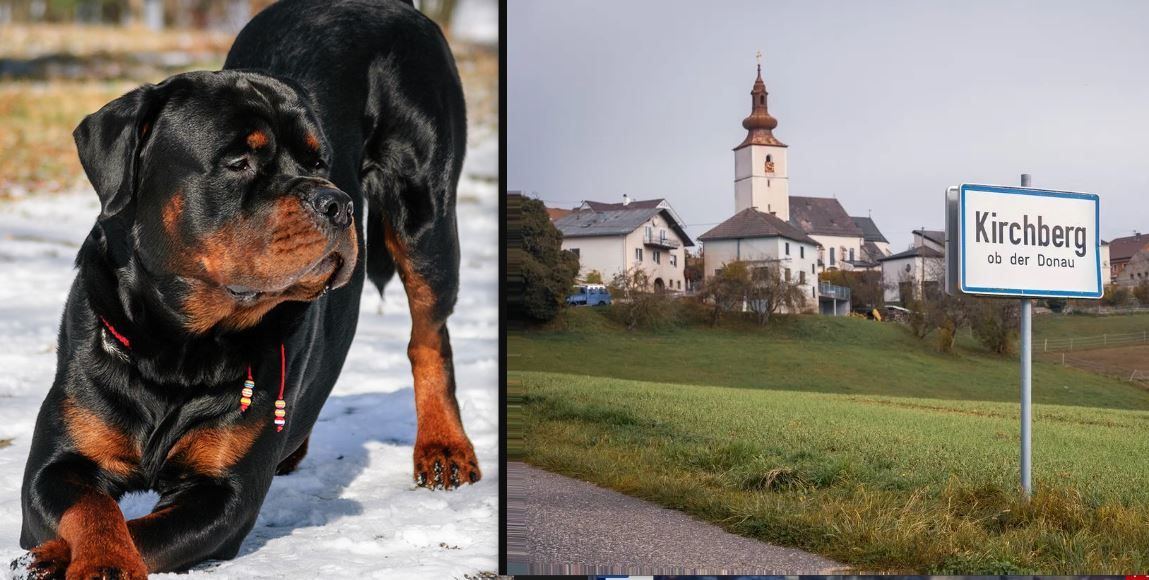 Rottweiler 