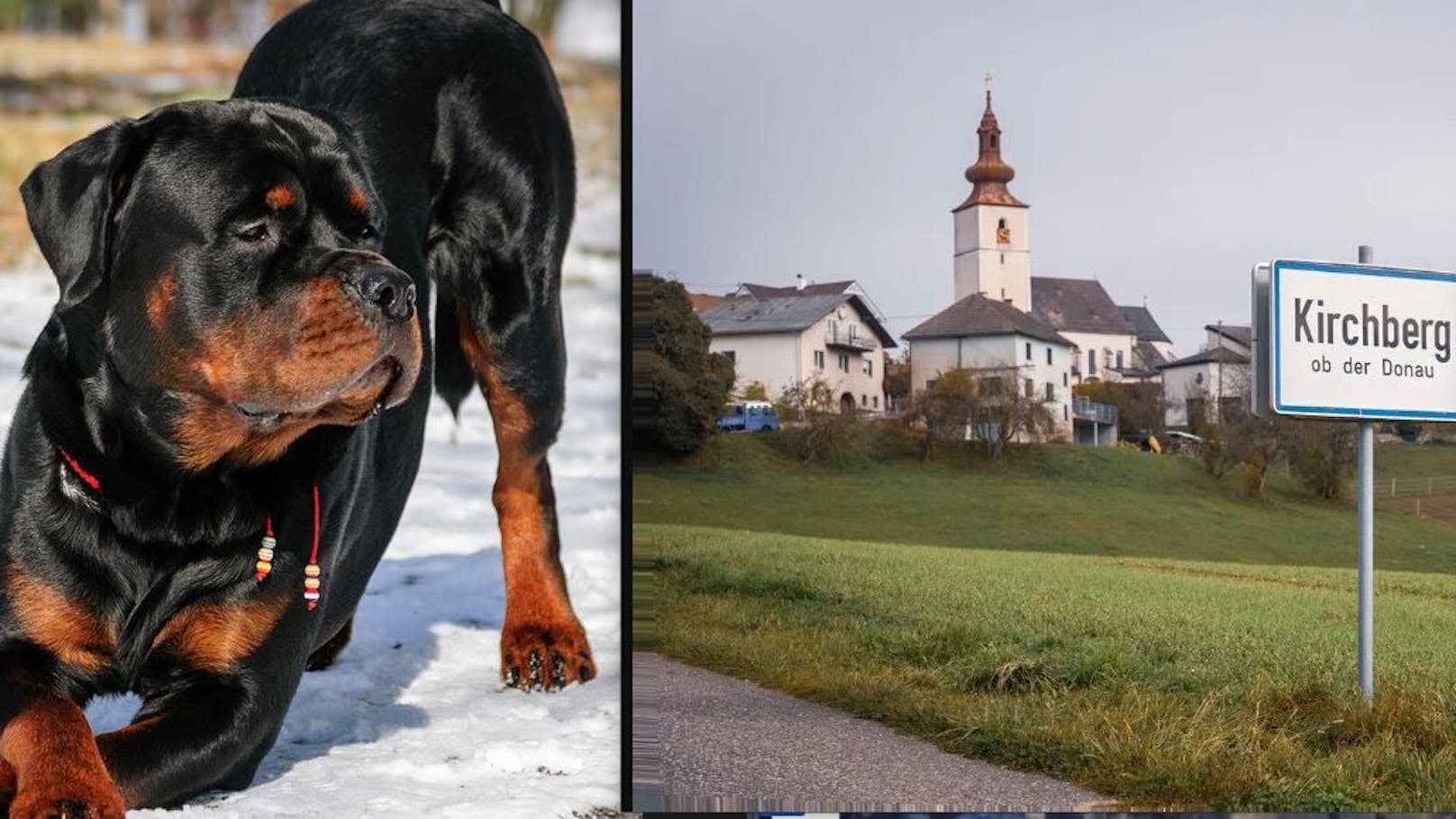 Nach Biss: Nun ist klar, wo Rottweiler "Ernie" hin soll