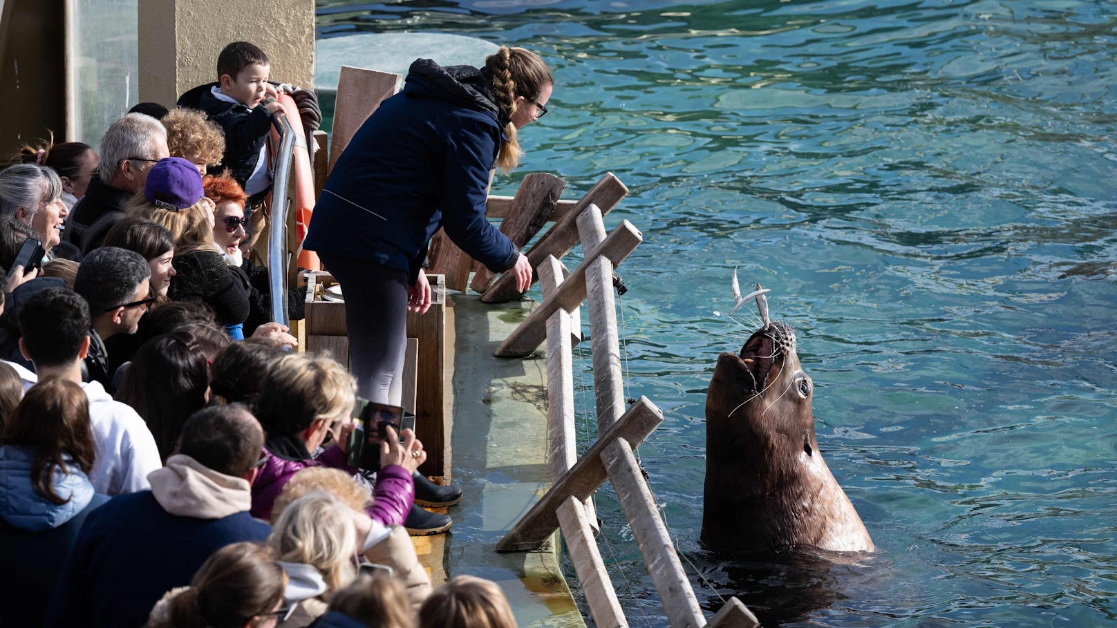 Der größte Meereszoo Europas - das Marineland in Frankreich - schließt am 5. Jänner 2025 endgültig.