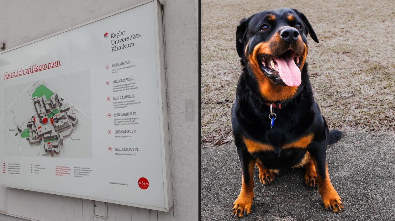 Das siebenjährige Mädchen liegt nach dem Biss im Kepler Klinikum (li.). Es geht ihr glücklicherweise schon besser. Der Rottweiler (Symbolfoto) ist in einem Zwinger.