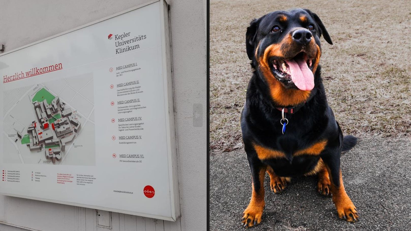 Rottweiler "Ernie" biss Kind – tragische neue Details