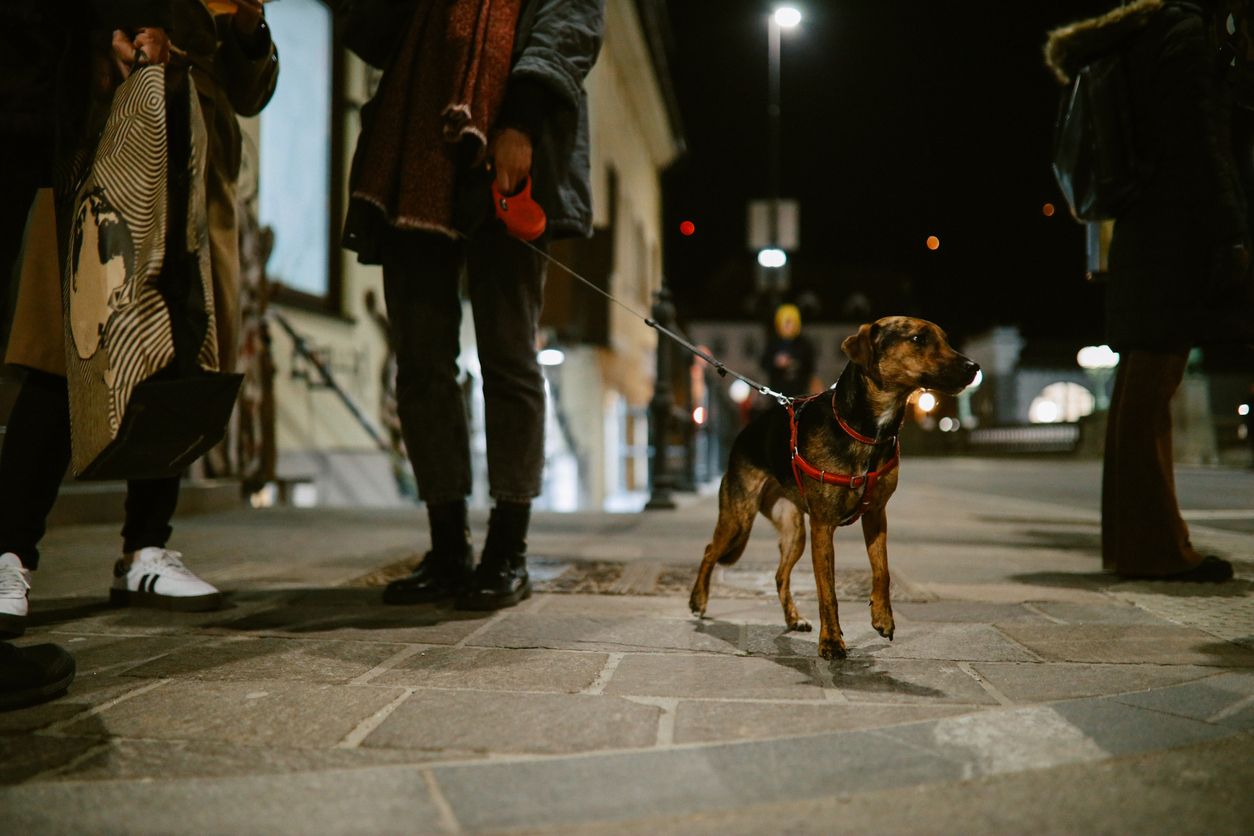 Bei solchen Hiobsbotschaften sollte man die Knallerei zu Silvester wirklich überdenken.
