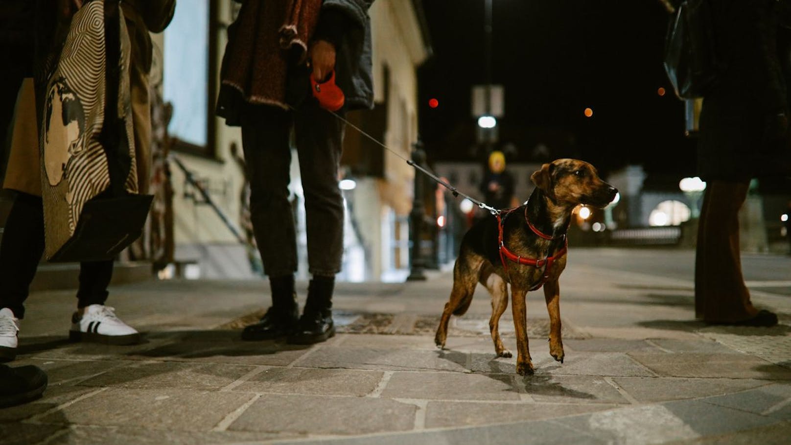 Hund findet Körperteil nach Silvesterknallerei