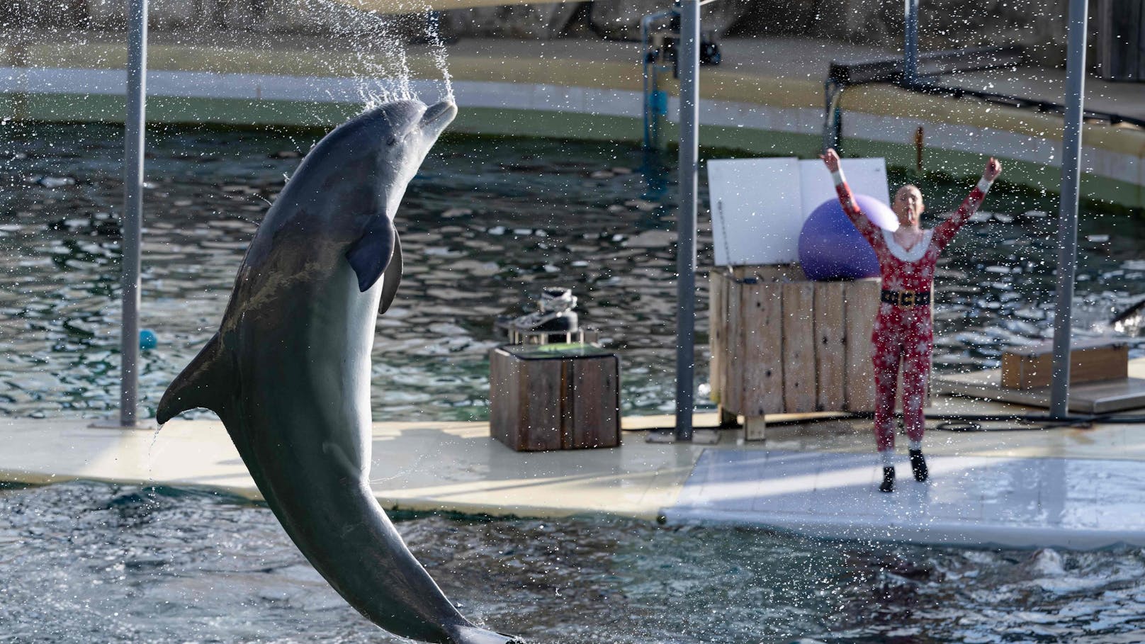 Der größte Meereszoo Europas - das Marineland in Frankreich - schließt am 5. Jänner 2025 endgültig.