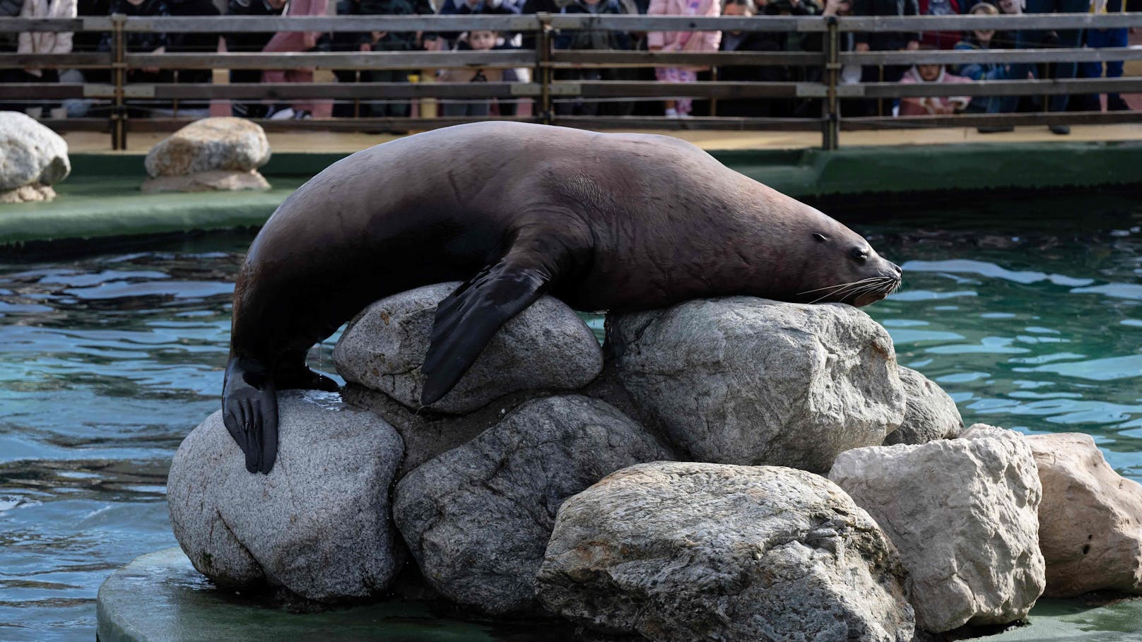 Der größte Meereszoo Europas - das Marineland in Frankreich - schließt am 5. Jänner 2025 endgültig.