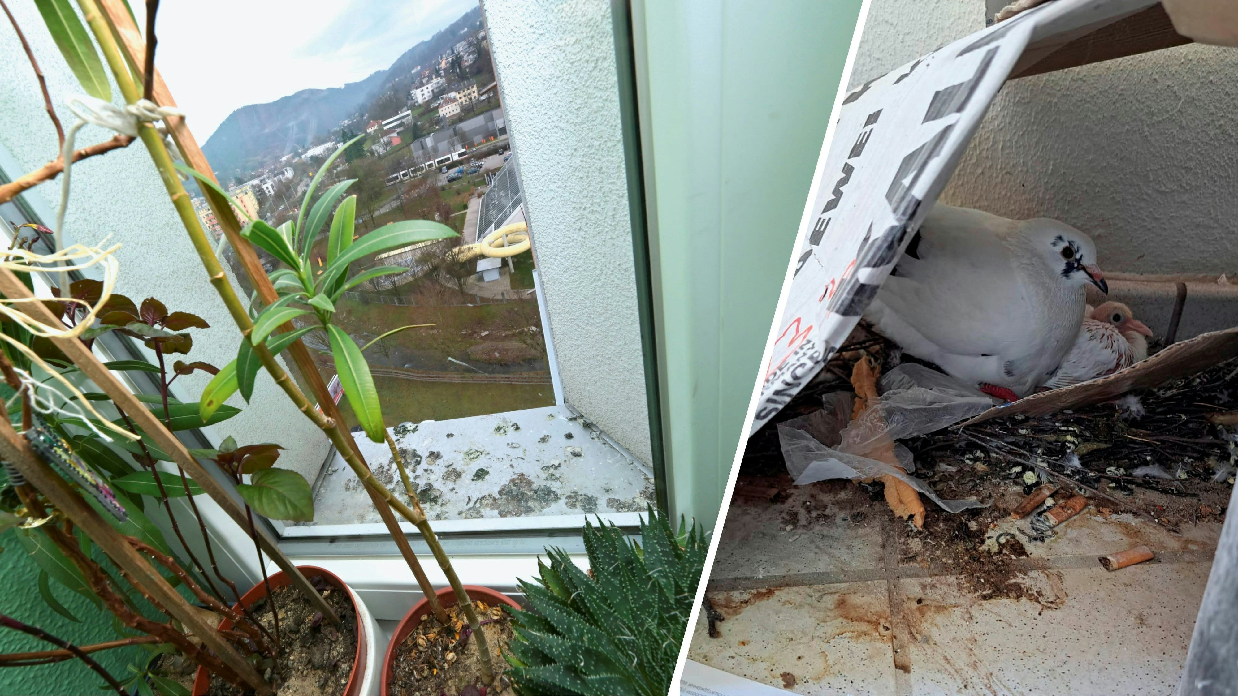 Weiße Tauben machten es sich schon vor Monaten auf Balkonen in Linz gemütlich.