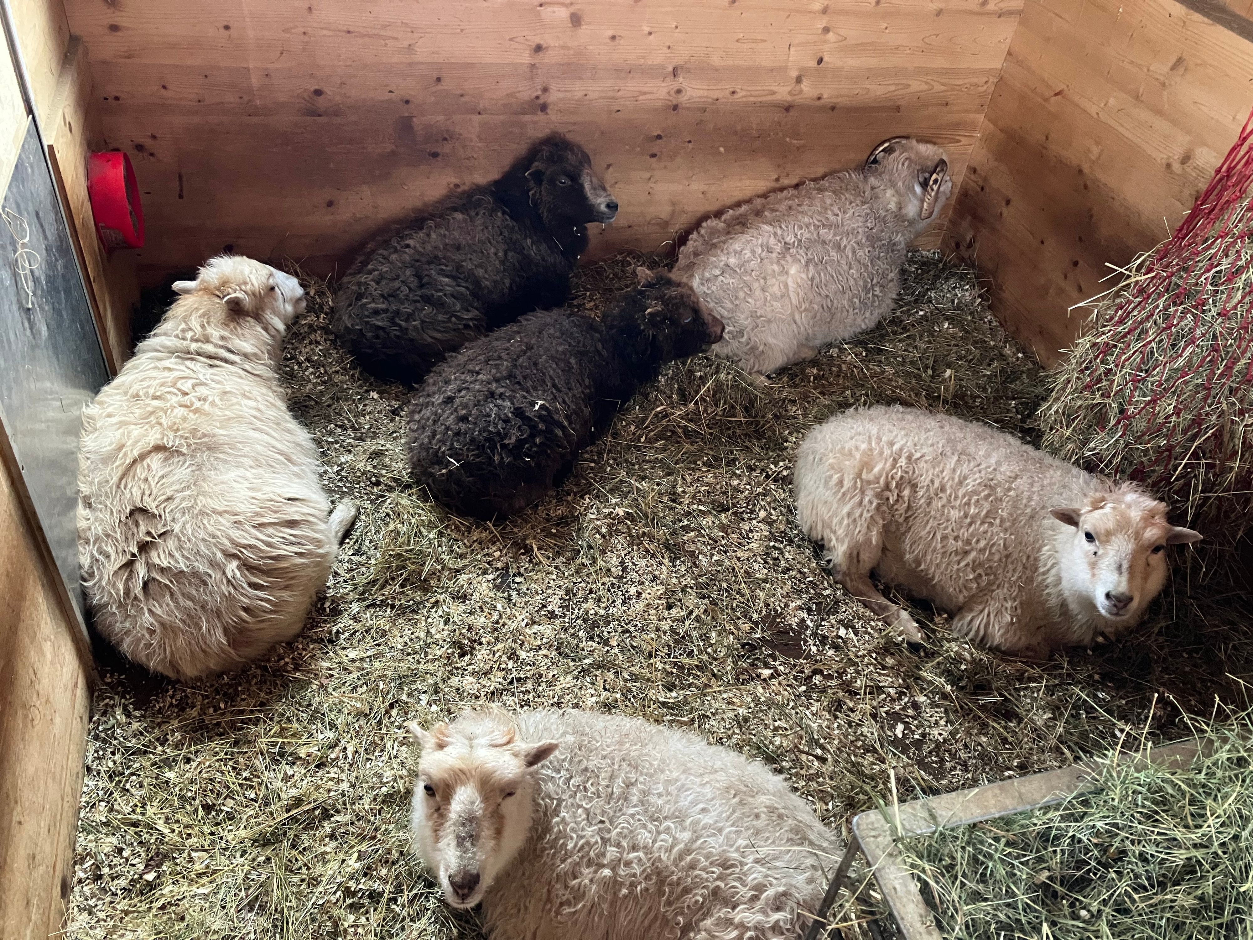 Die ganze Schafherde ist nach dem Angriff verängstigt.