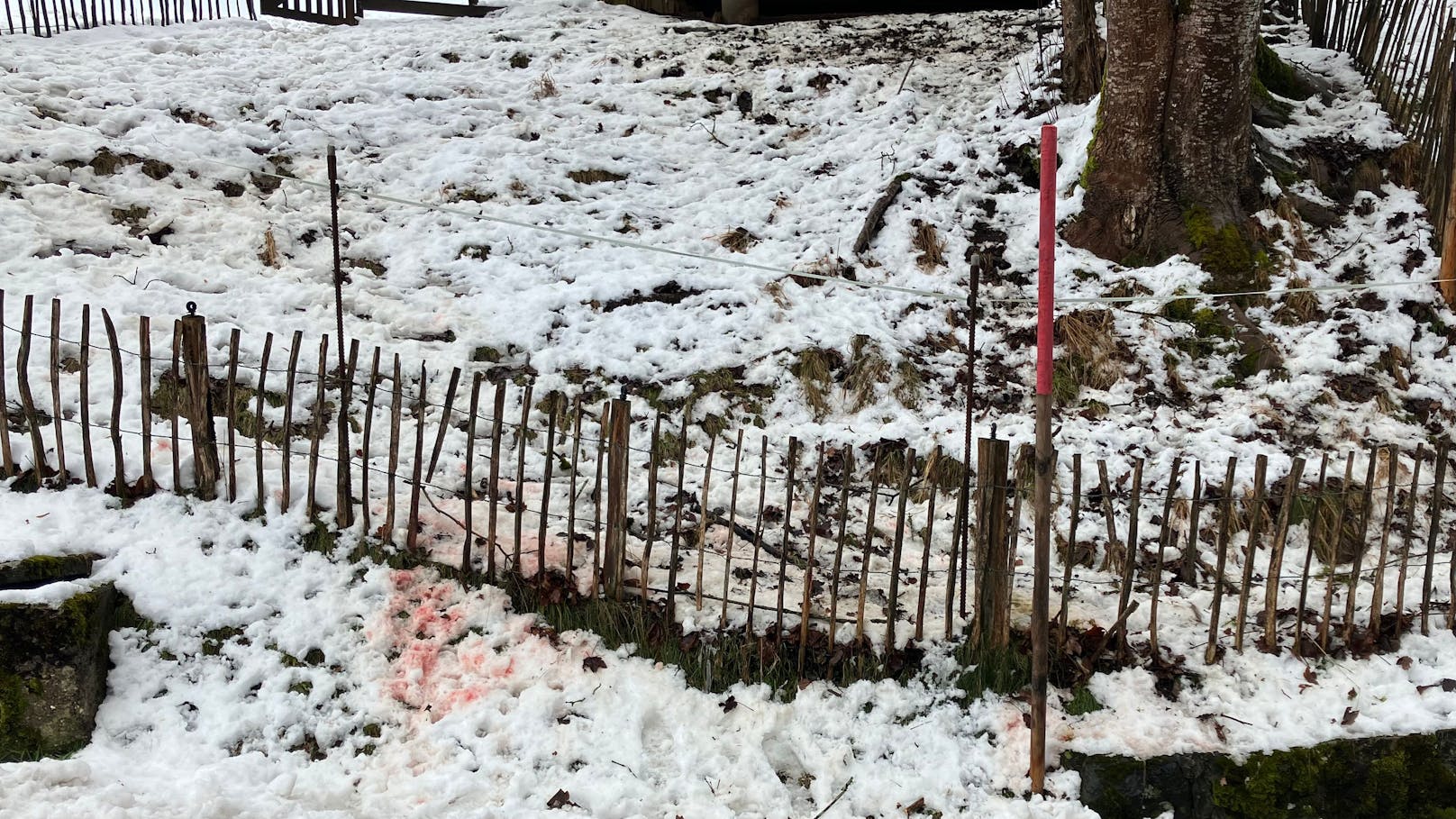 Der Schnee auf der Weide ist wegen des Blutes der attackierten Schafe rot.