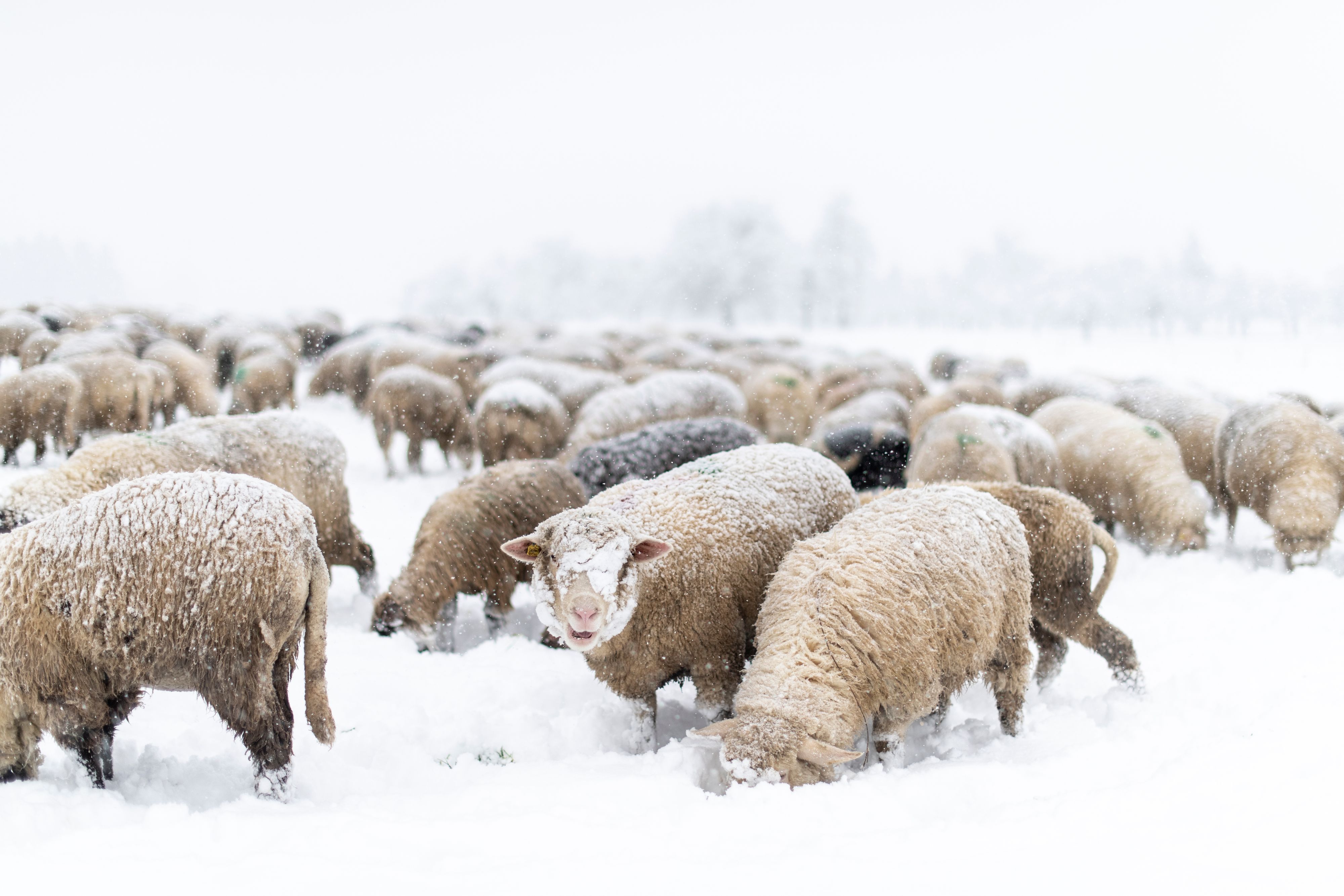 Rund 400 Schafe sind auf grausame Art und Weise einfach auf einem Grundstück verendet.