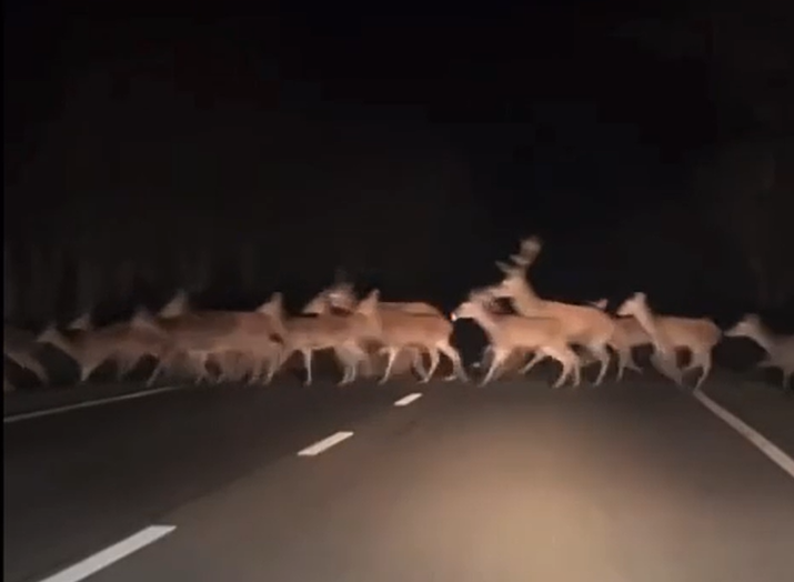 Unzählige Hirsche überquerten in der Nähe von Ungarn die Straße.
