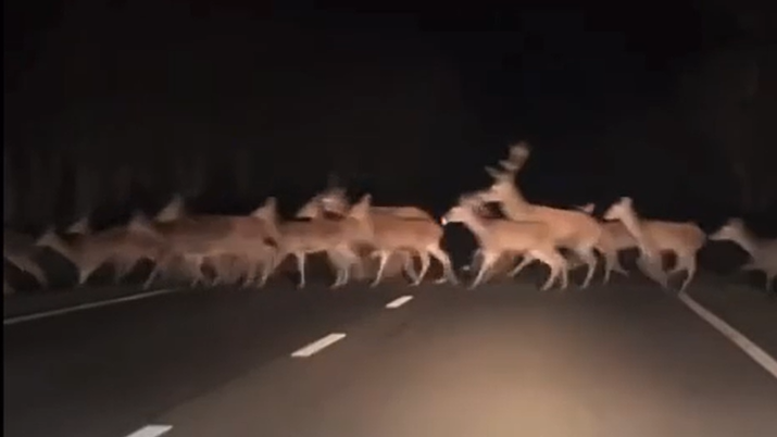 Unzählige Rehe überqueren in der Nacht die Straße.