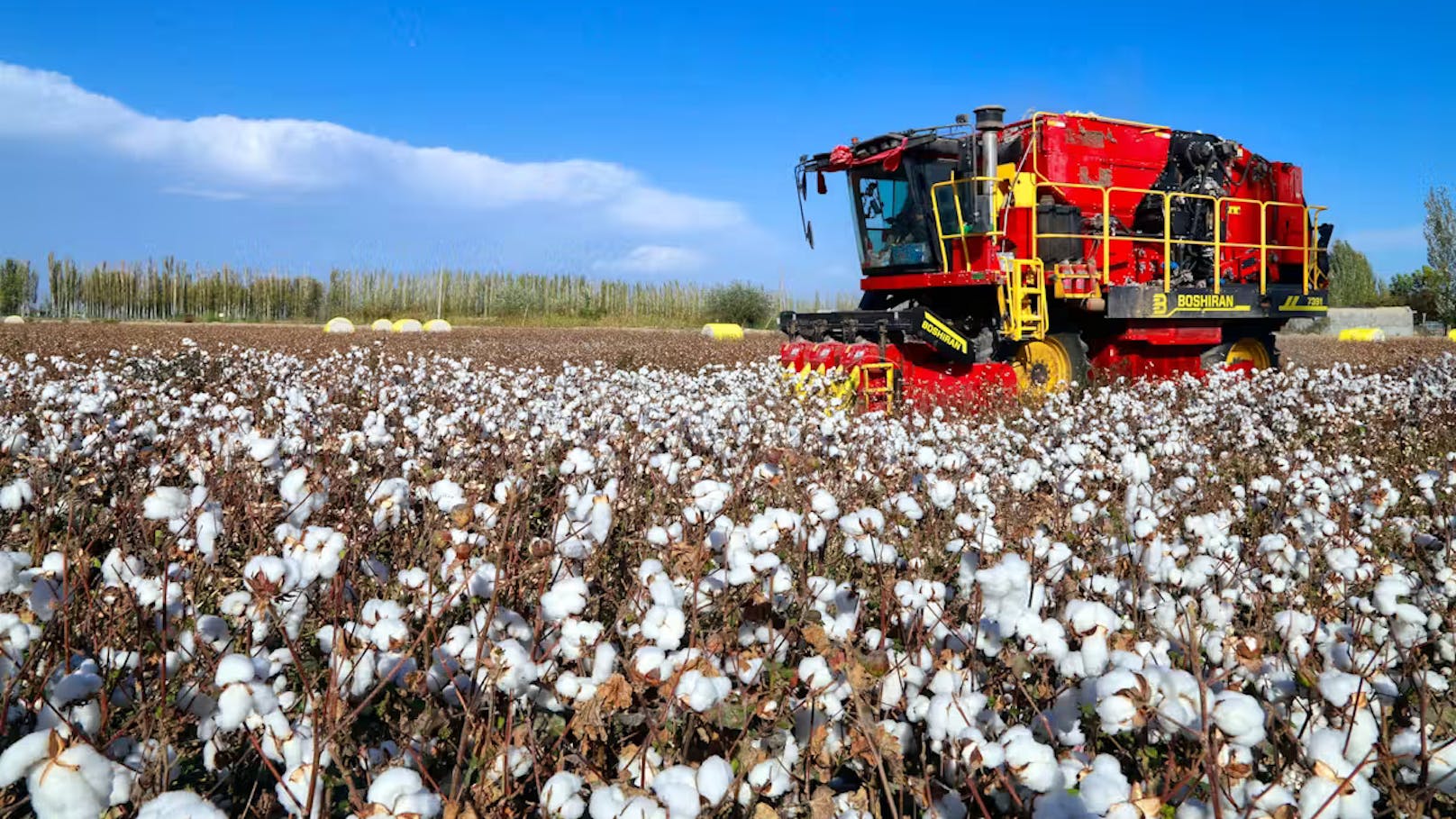 Baumwolle ist eine Schlüsselfaser für die Textilindustrie, doch in der EU droht 2030 ihr Ende.