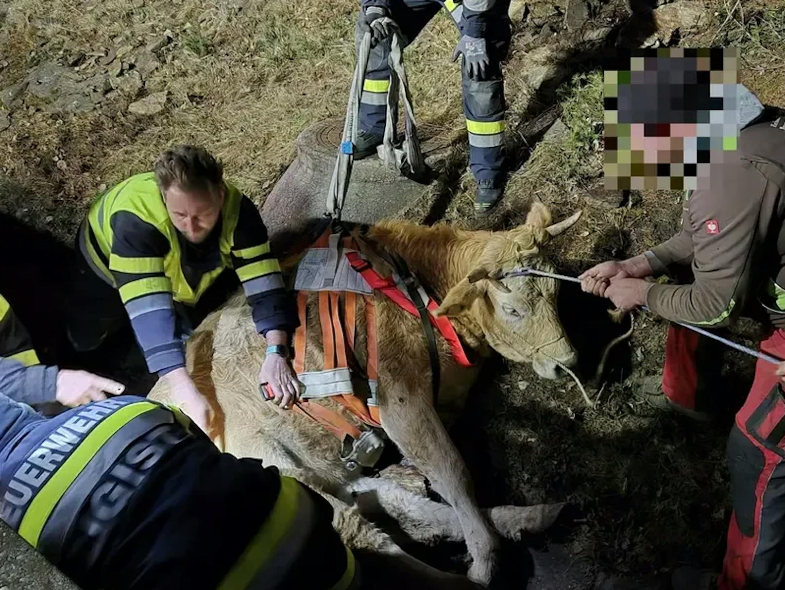 Mit Hilfe der Feuerwehr konnte die Kuh gerettet werden.