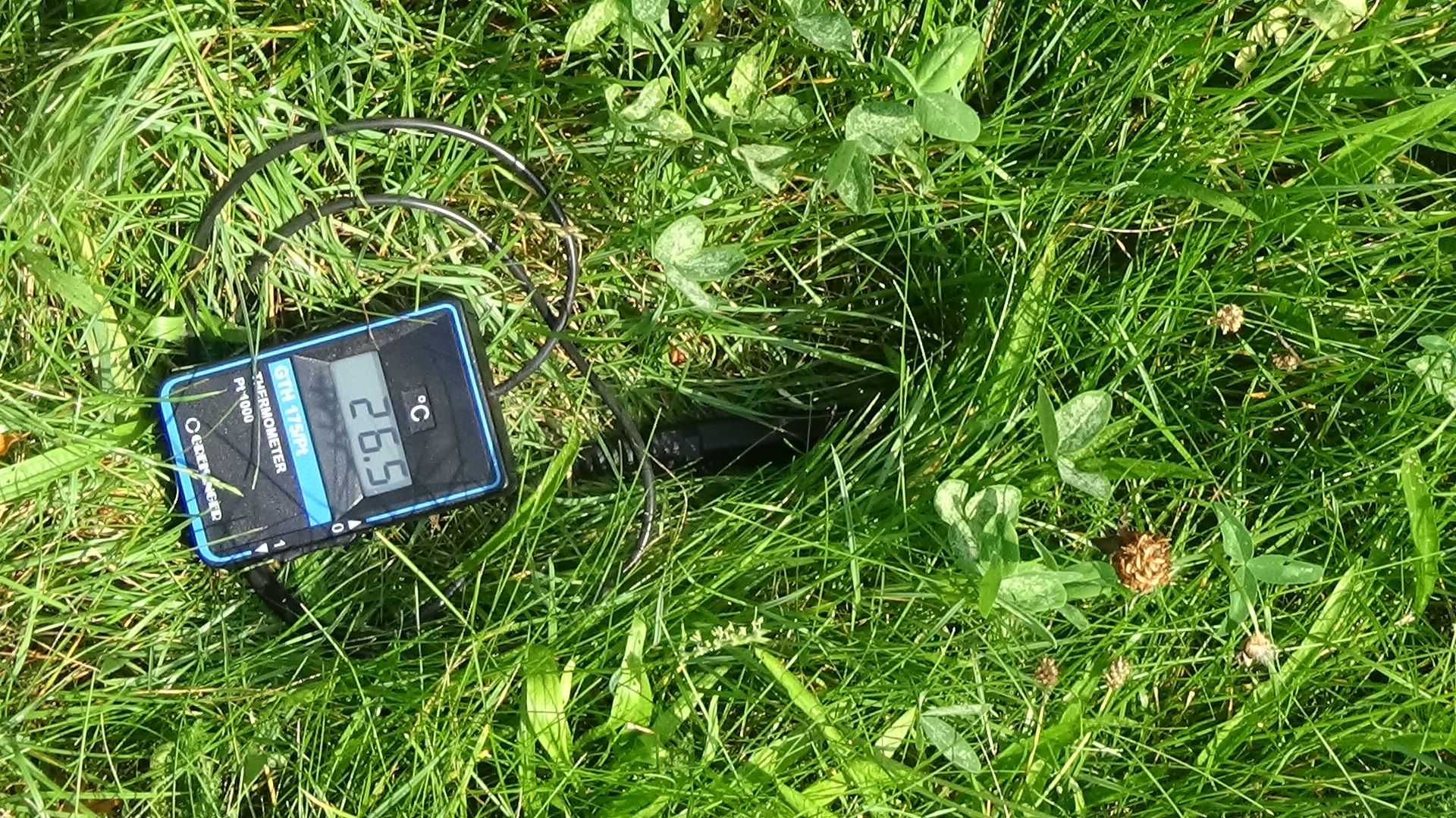 Der Wildblumenrasen zur Bodenkühlung in der Kongress-Siedlung im Wiener 13. Bezirk