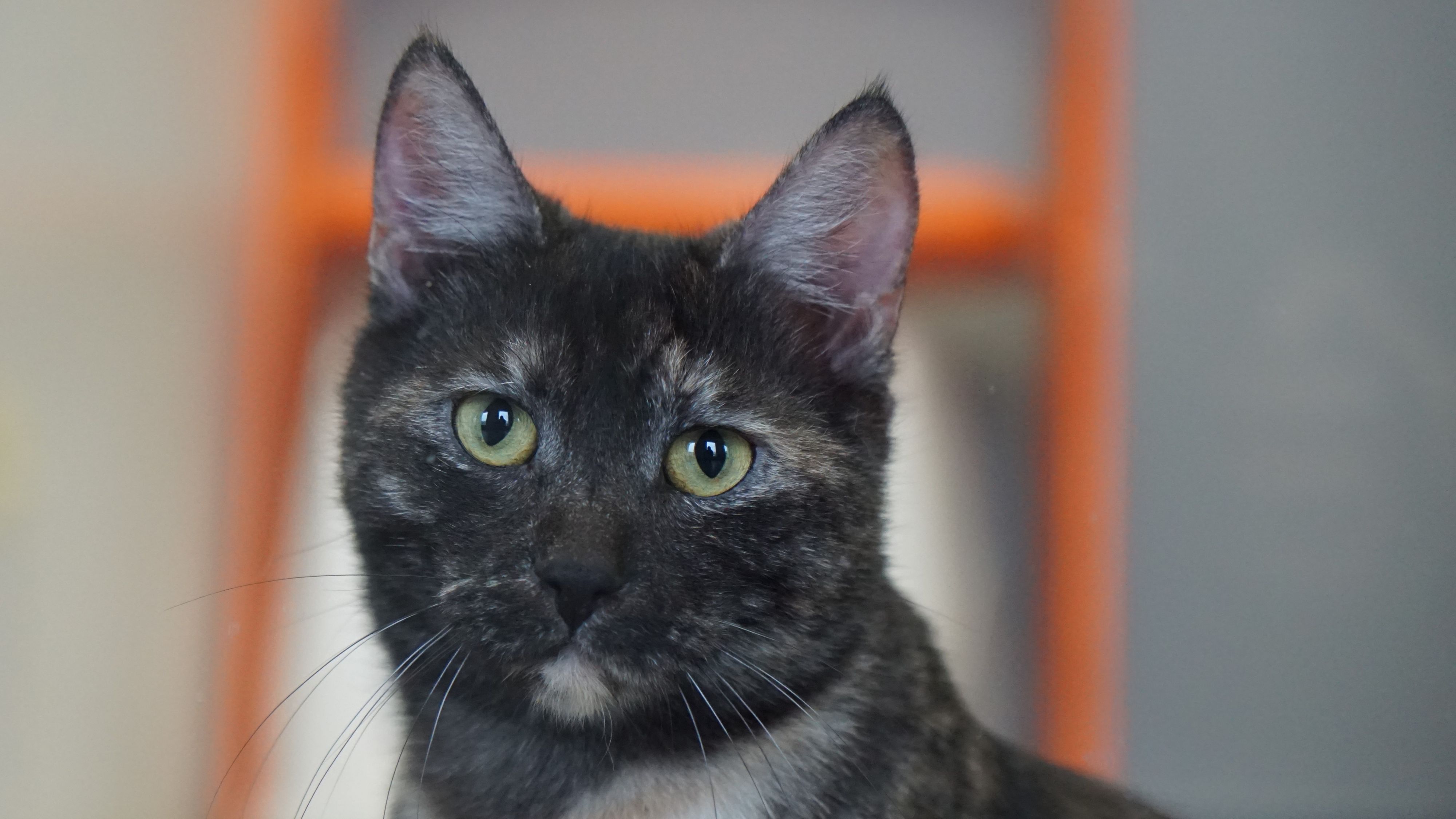 Die siebenjährige Biene erkundet gerne die Umgebung.