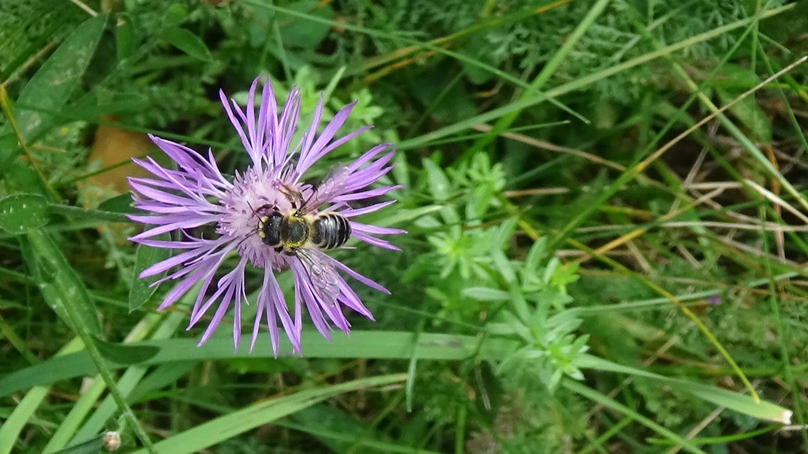 Kleesandbiene auf Wiesenflockenblume in der&nbsp; Kongress-Siedlung in Wien Hietzing.