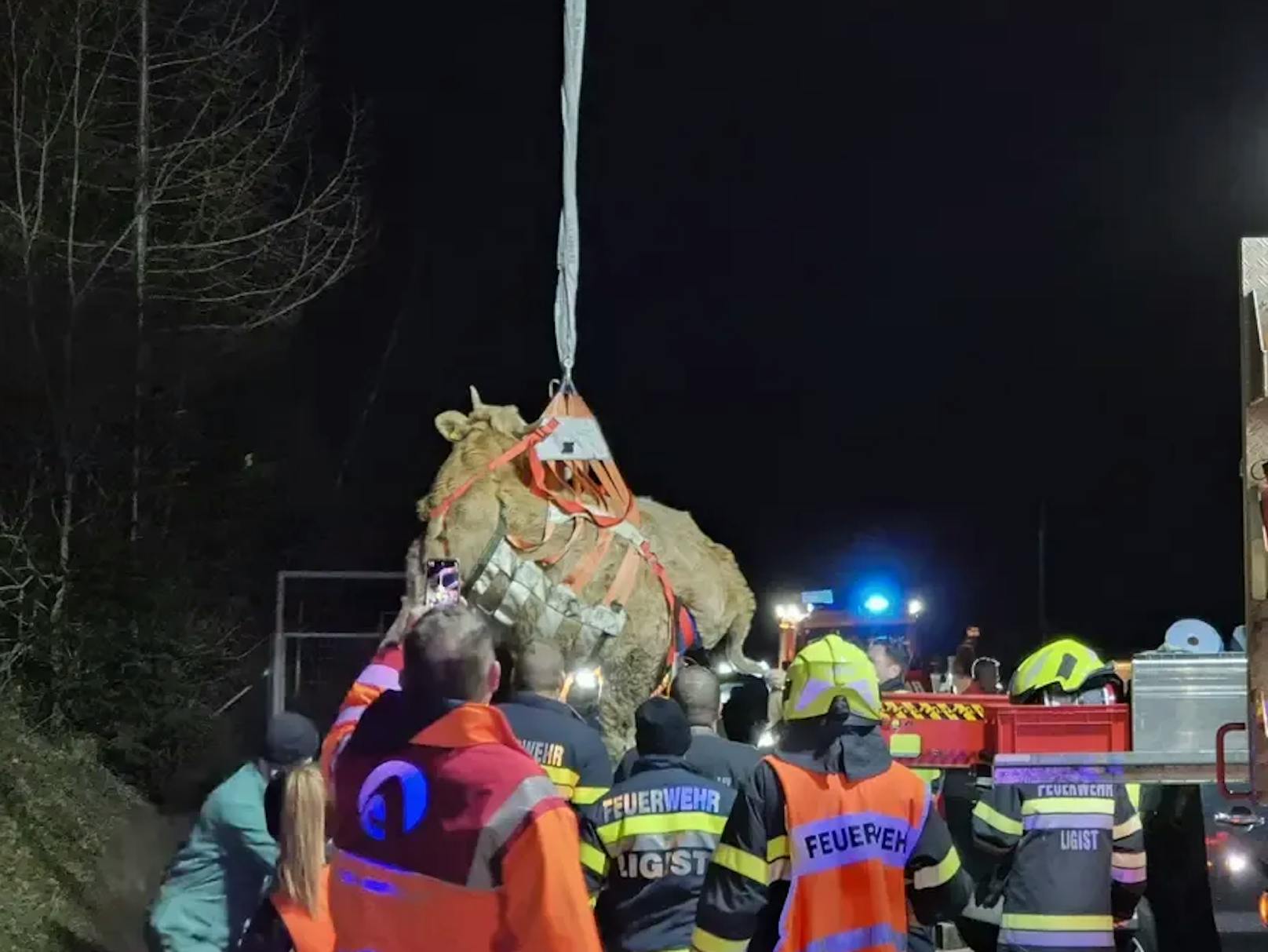 Die Kuh wurde sanft auf den Anhänger ihres Besitzers gehoben.