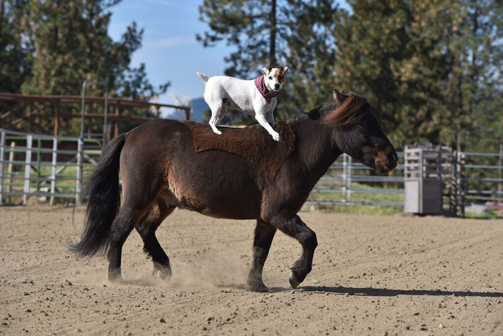 Der 12-jährige Jack Russell Terrier 