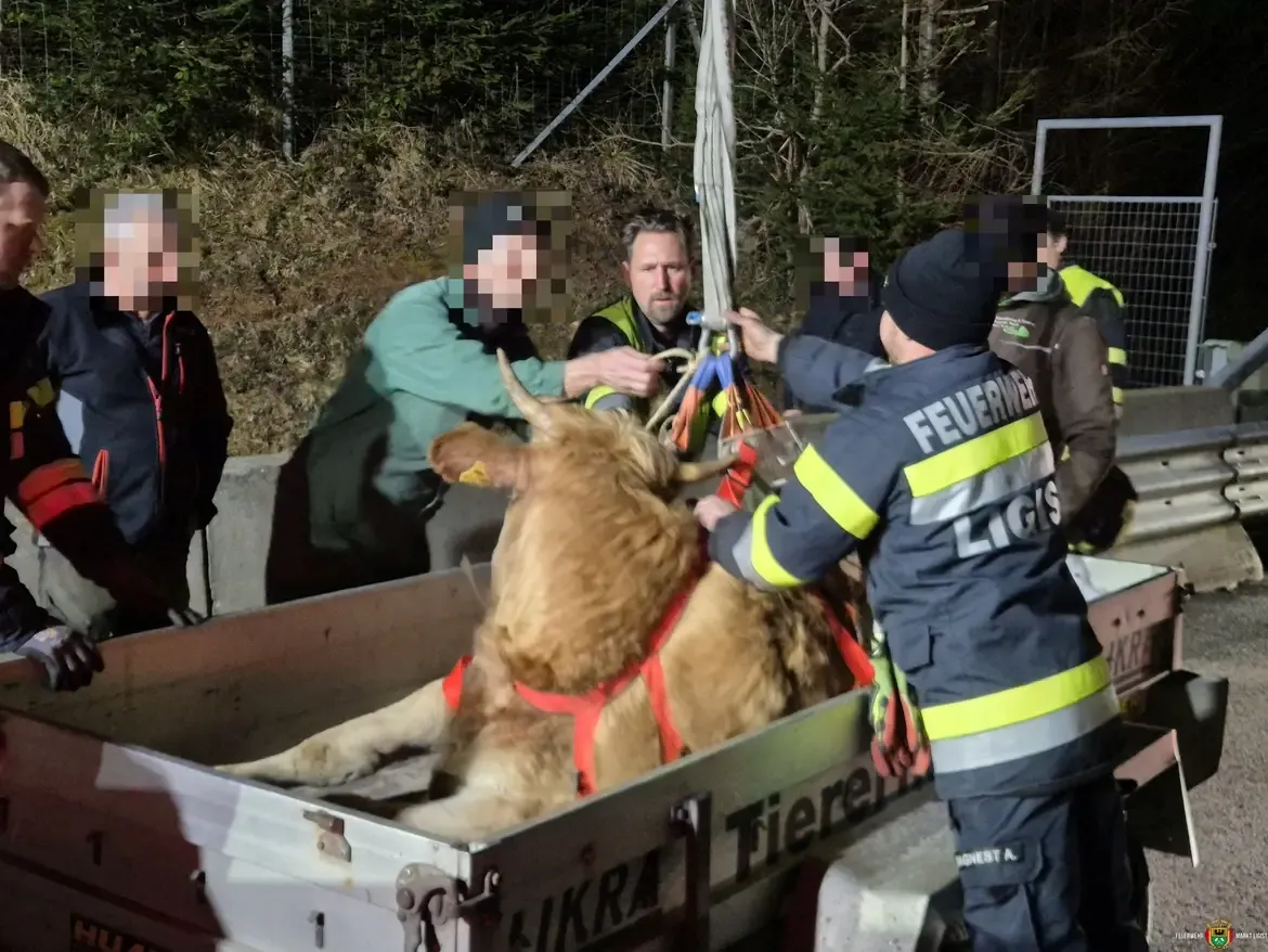 Eine entlaufene Kuh wäre am Dreikönigstag fast auf die Südautobahn geraten.